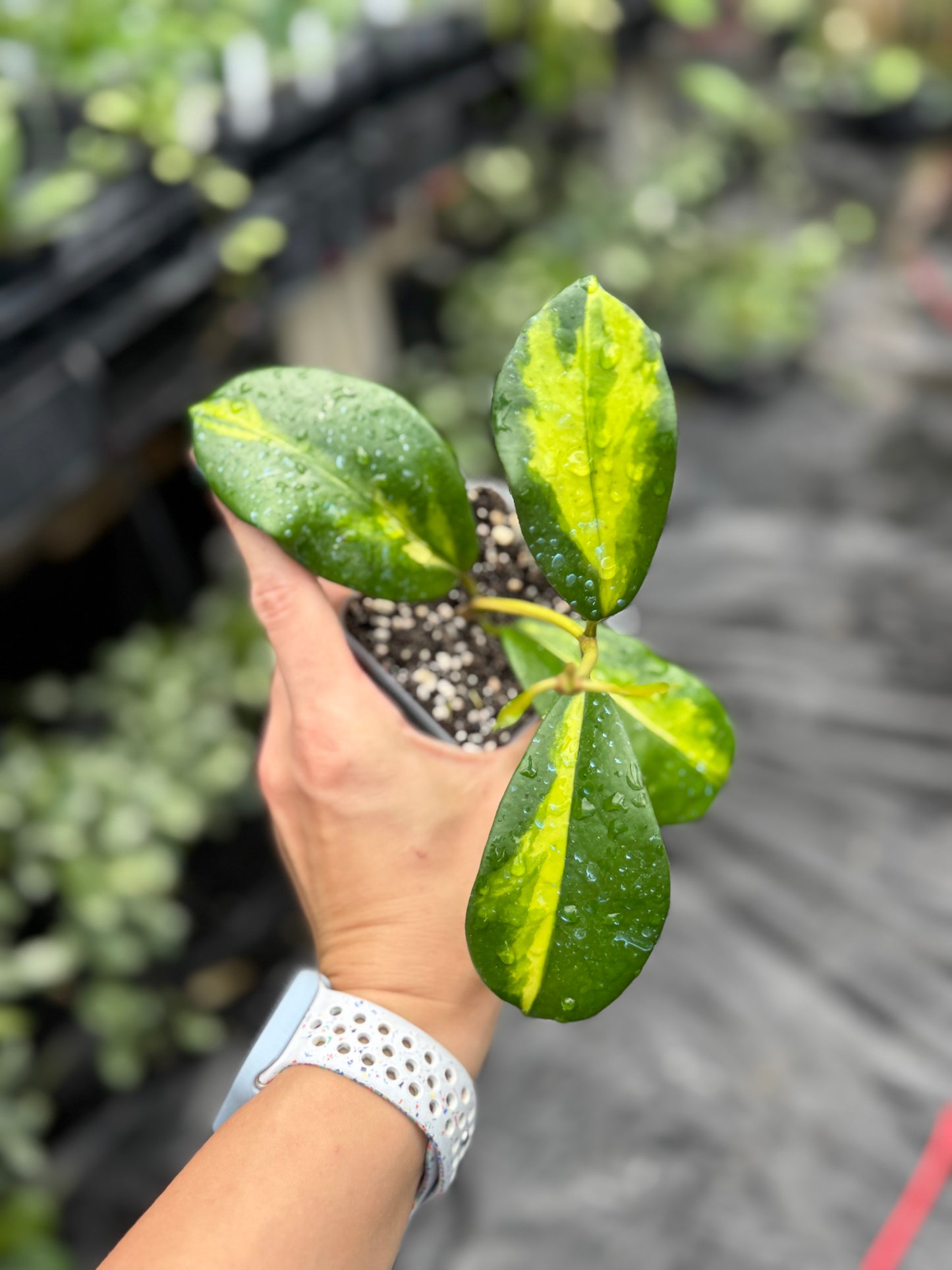 Hoya diversifolia ‘Maharani’