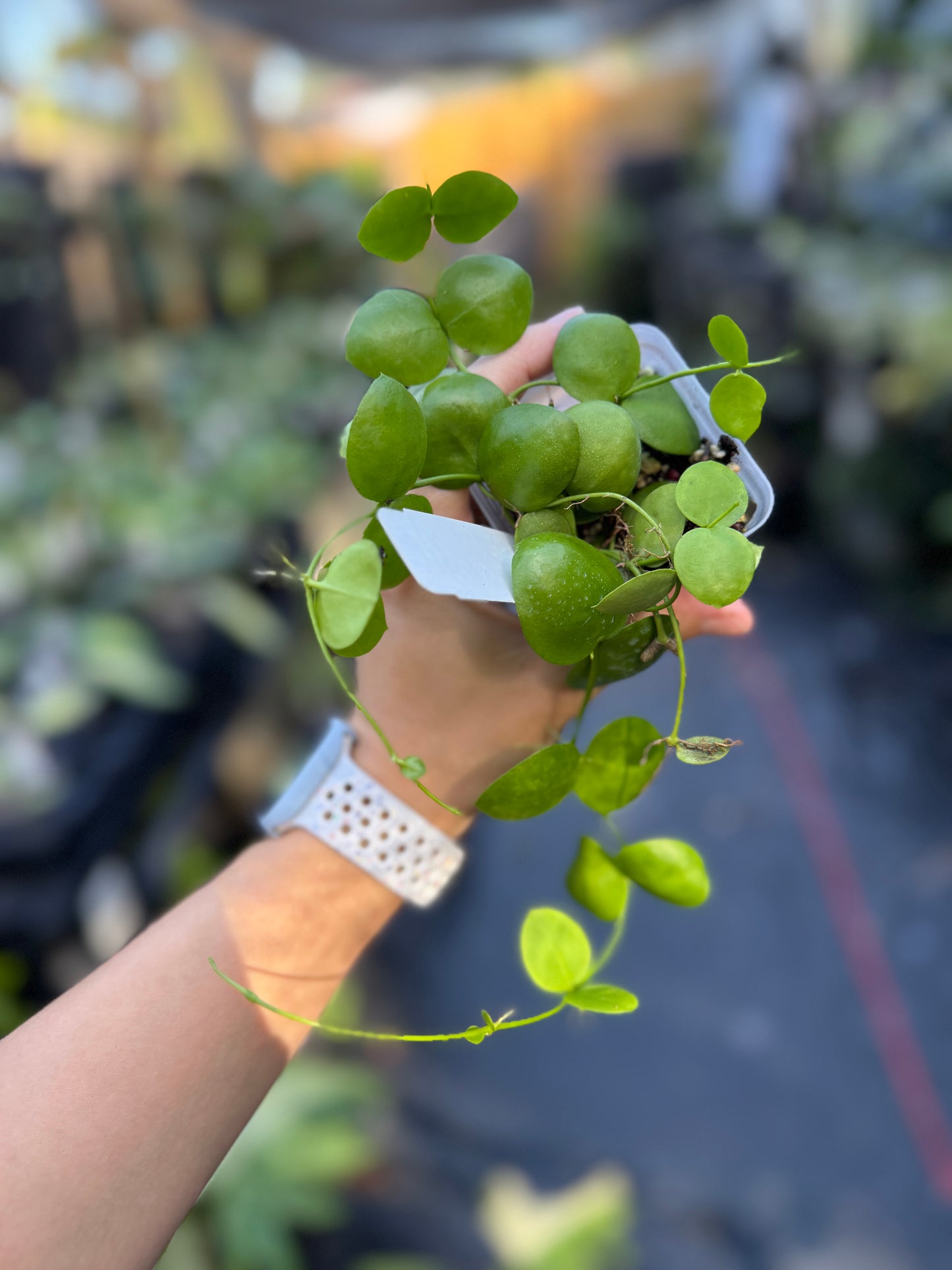 Dischidia vidalii x sp. Camiguin Island