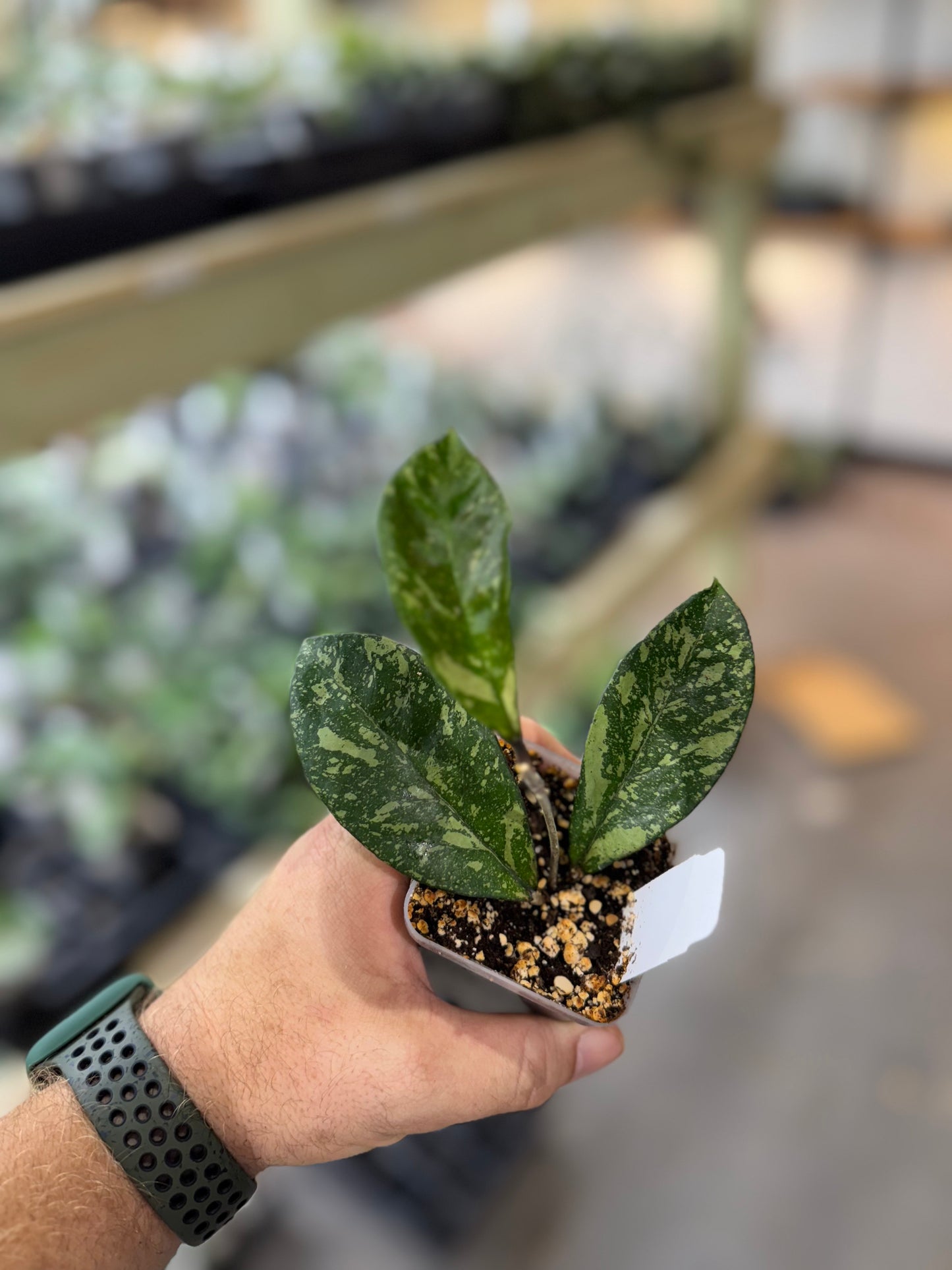 Hoya crassipetiolata x 'Michele' 10-01