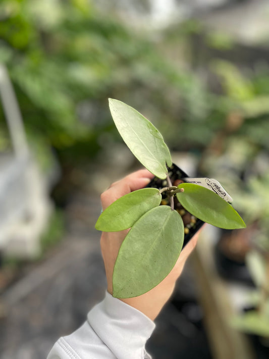 Hoya 'Silver Dollar' MB 1405-AG