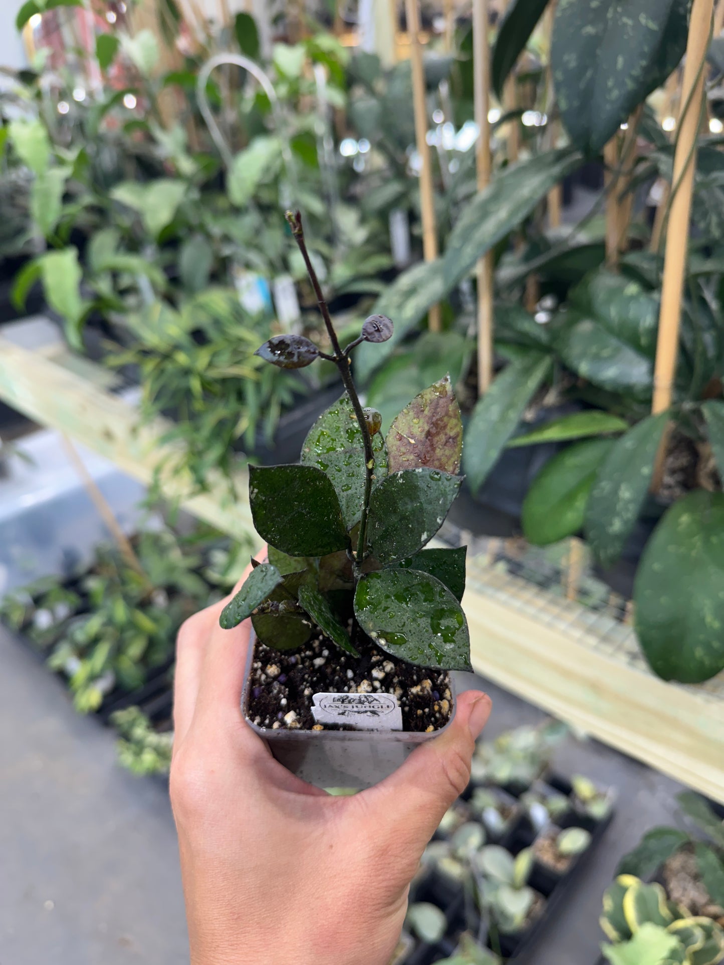 Hoya Lacunosa (Black coin)