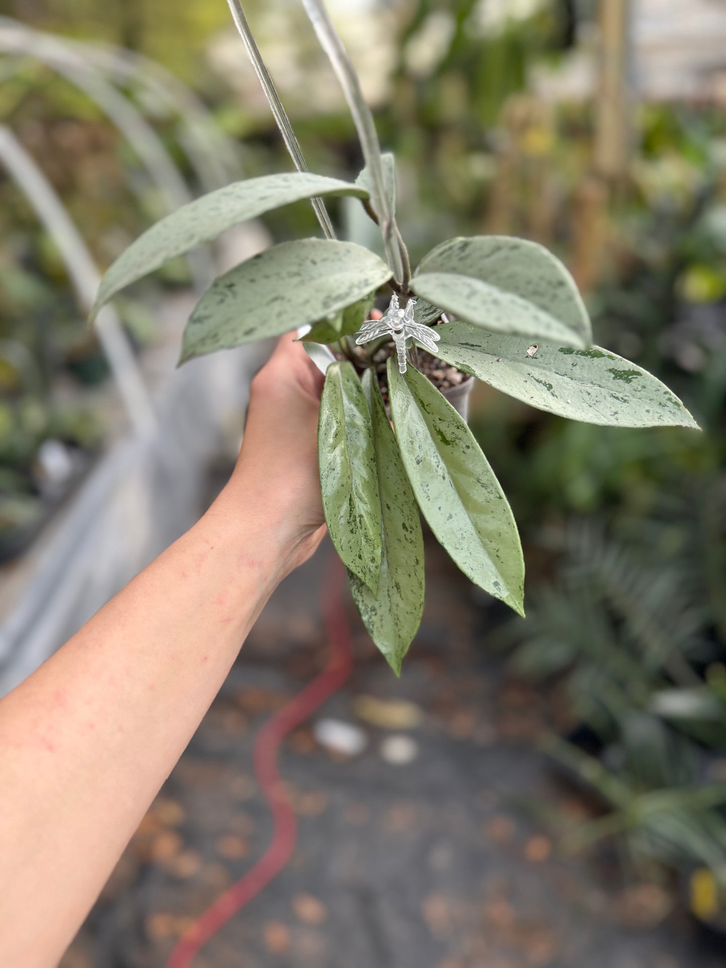 Hoya Pubicalyx 'Pink Silver Ghost'