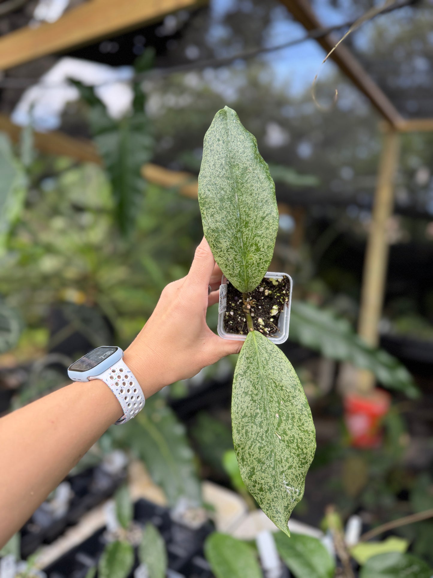 Hoya incrassata (Silver)