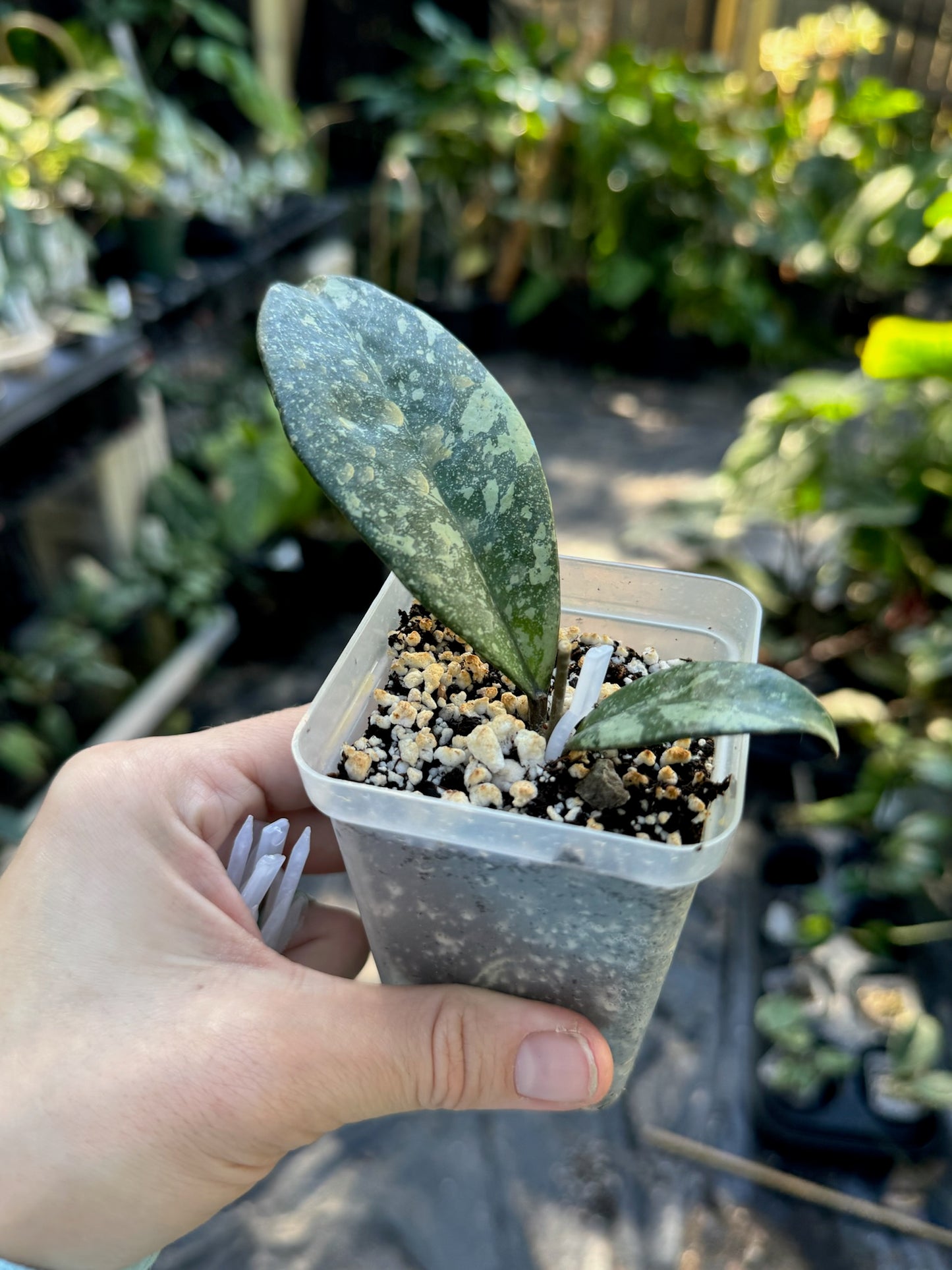 Propagation pins clear