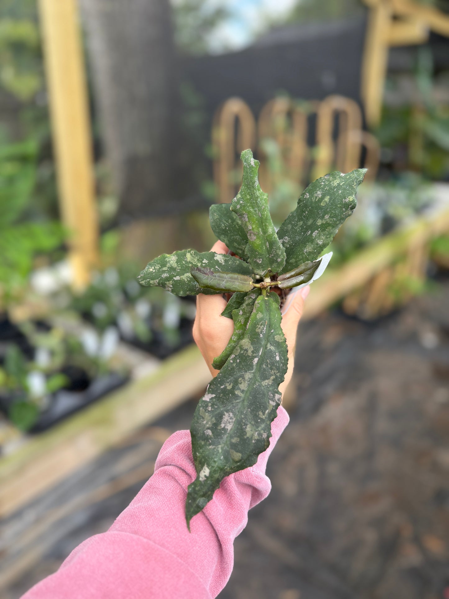 Hoya undulata( splash)