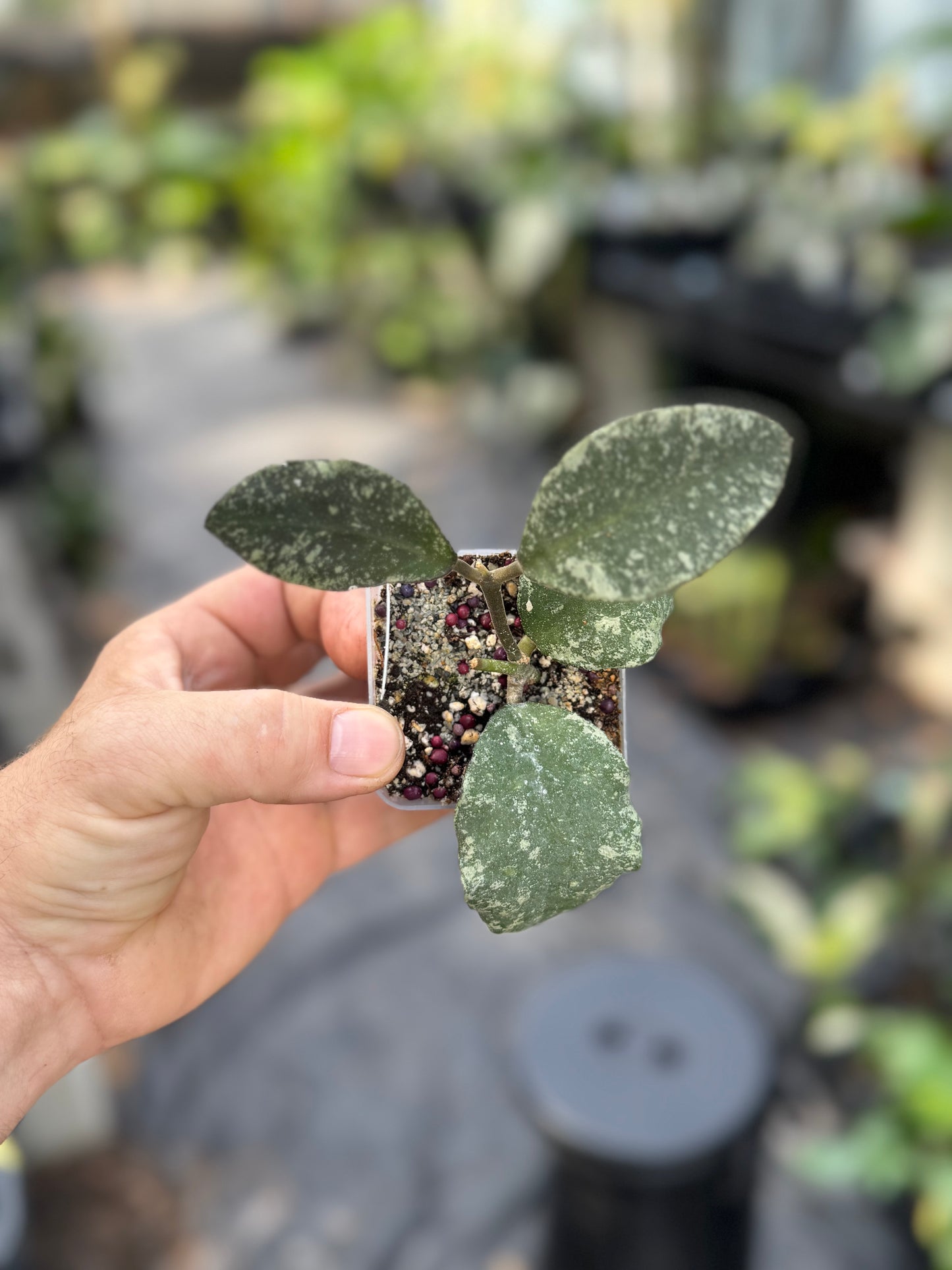 Hoya Waymaniae splash