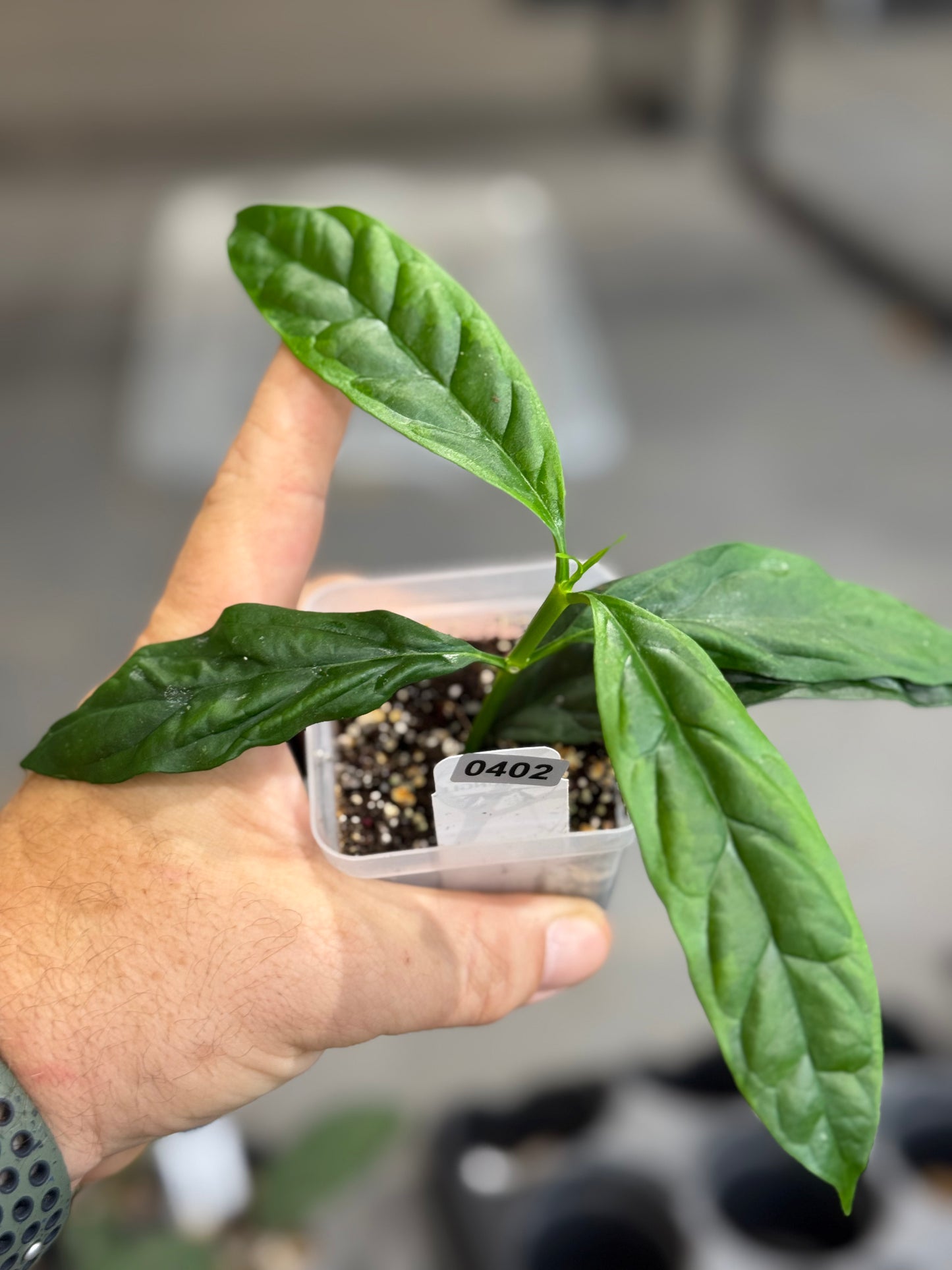 Hoya decipulae albomarginata