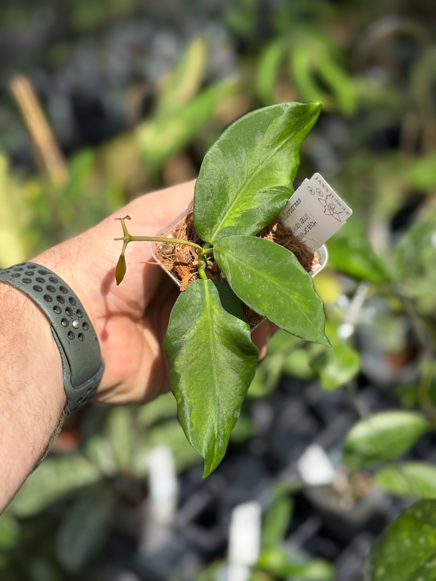 Hoya pimenteliana (inner variegated)