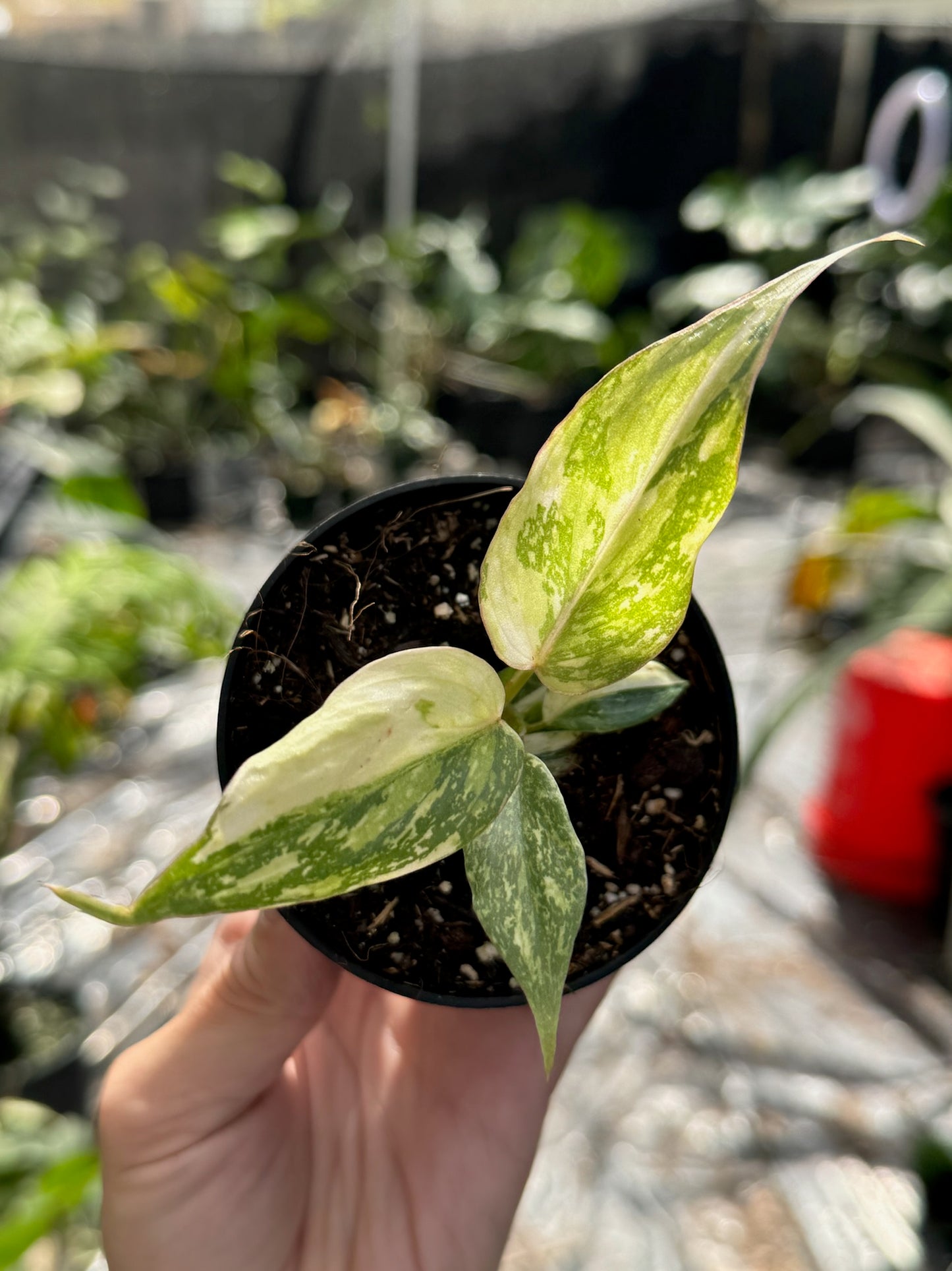 Philodendron gloriosum variegated