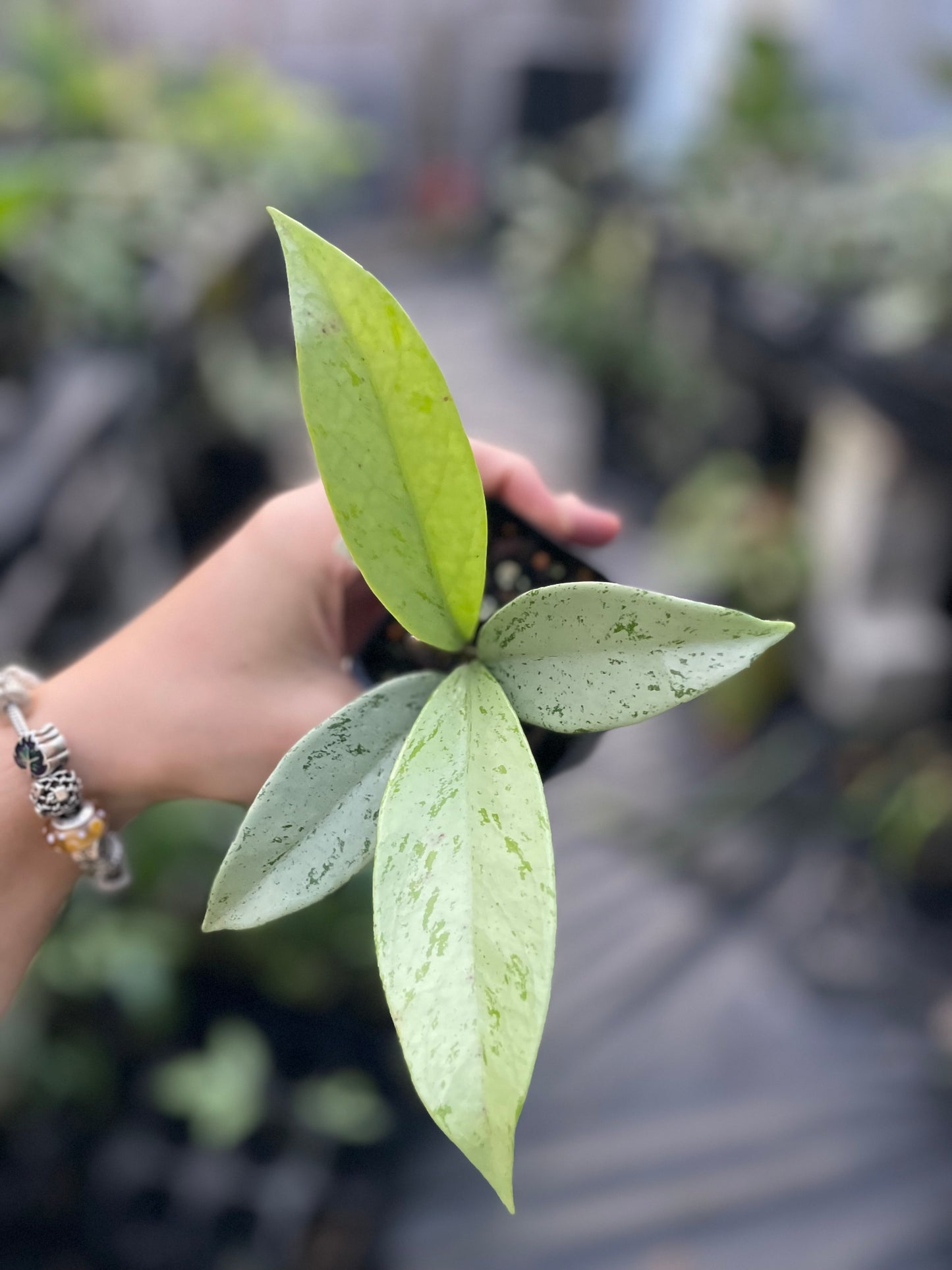 Hoya Pubicalyx 'Pink Silver Ghost'