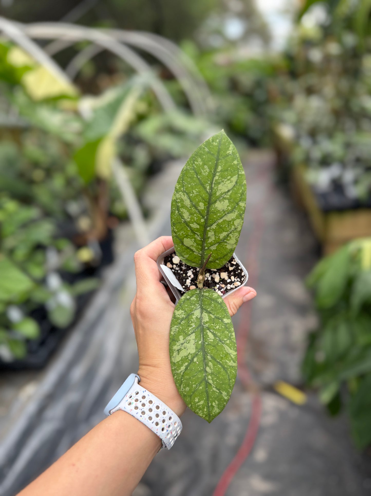 Hoya aff. meredithii (Pining Village)