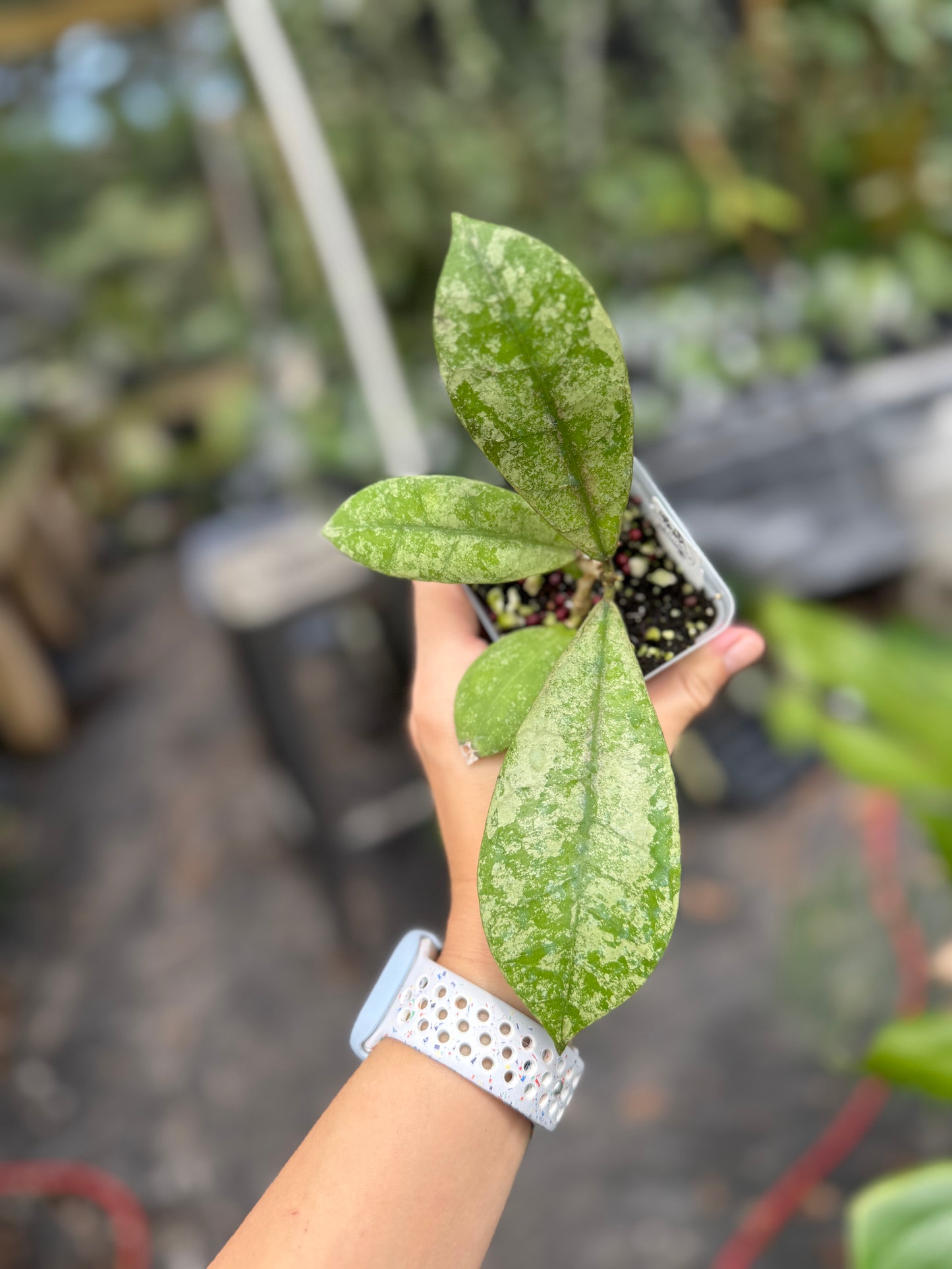 Hoya aff. Lambii (splash)