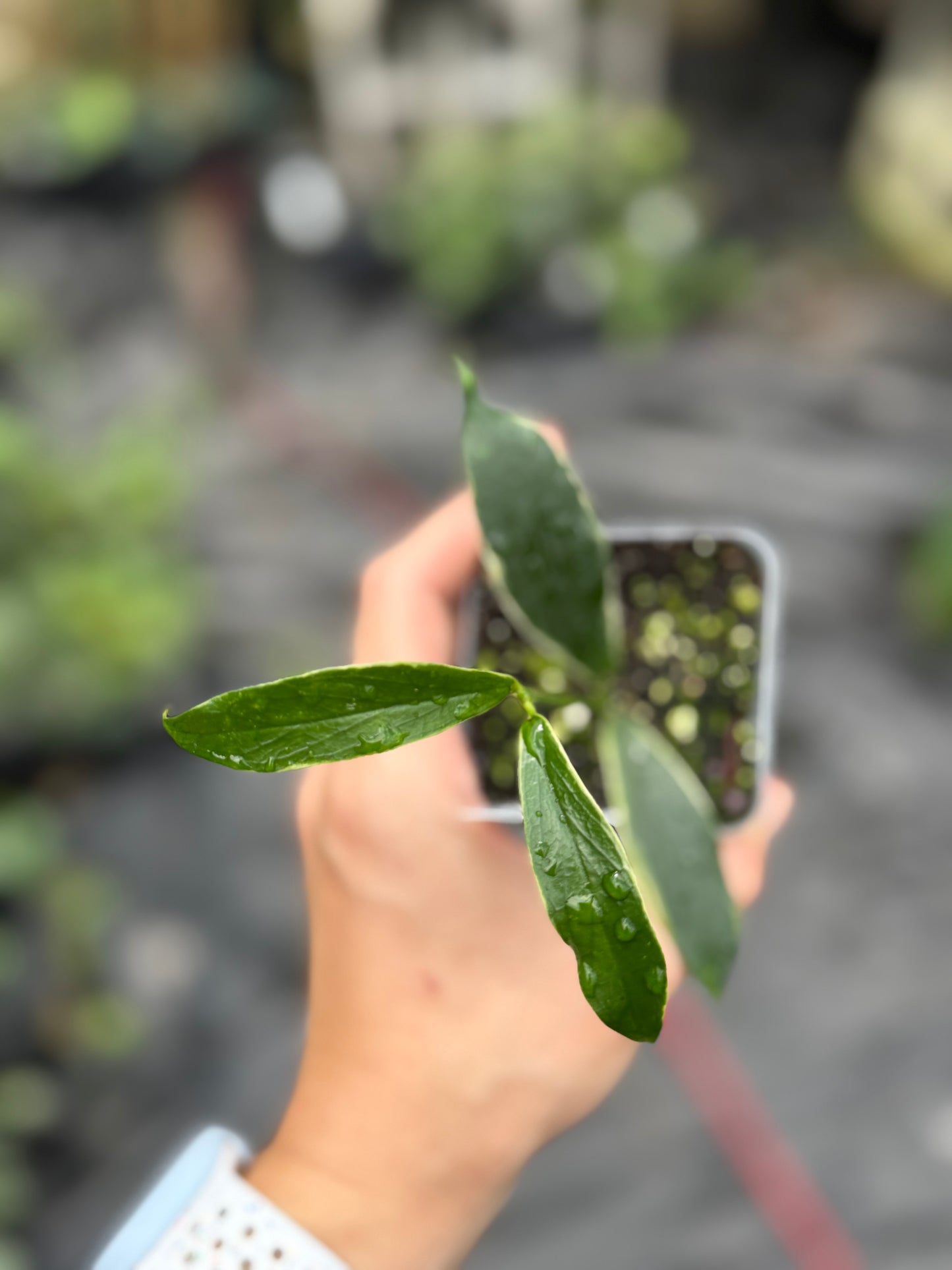 Hoya lobbii (outer variegated)