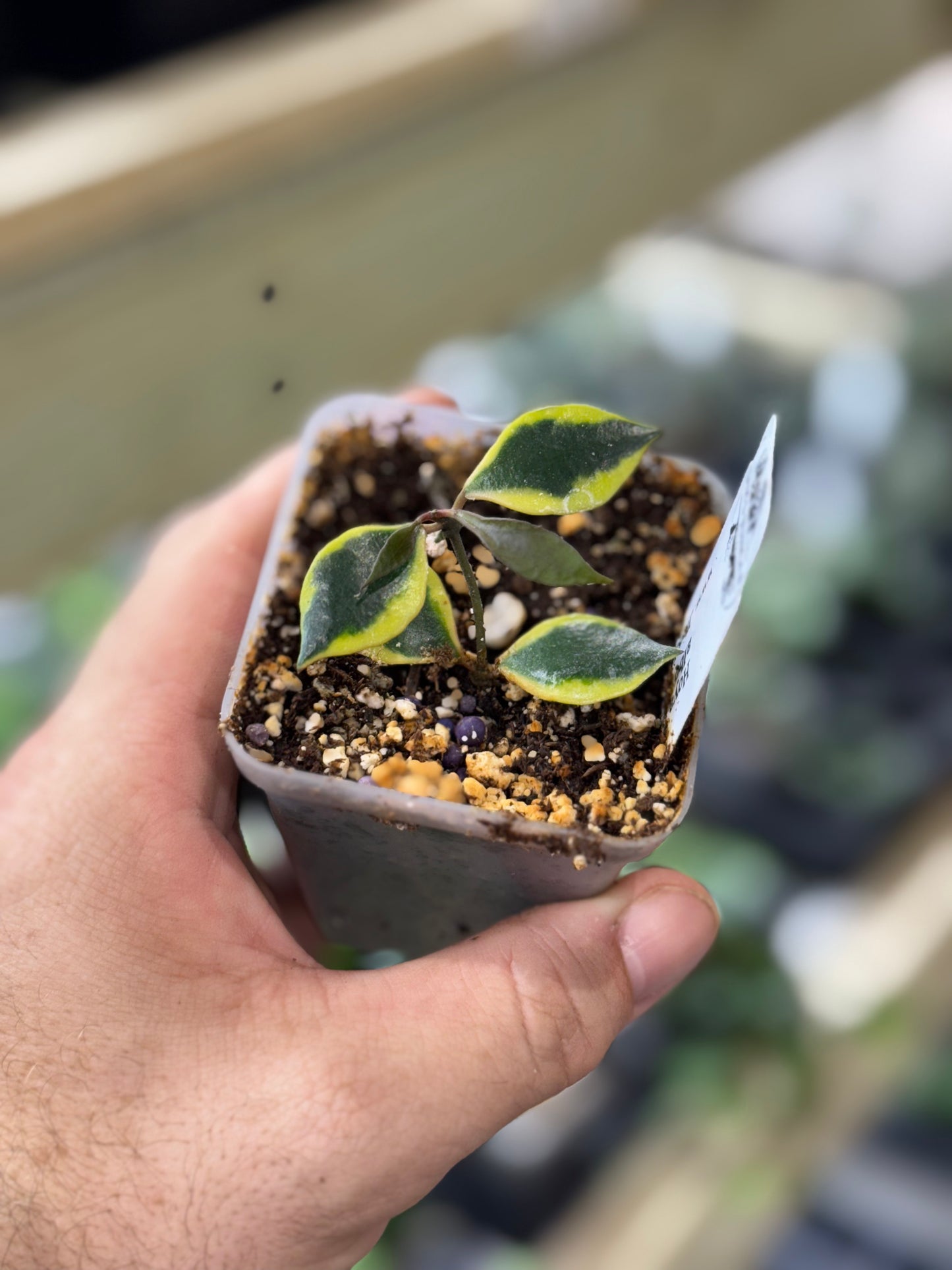 Hoya Bakoensis (Outer Variegated)