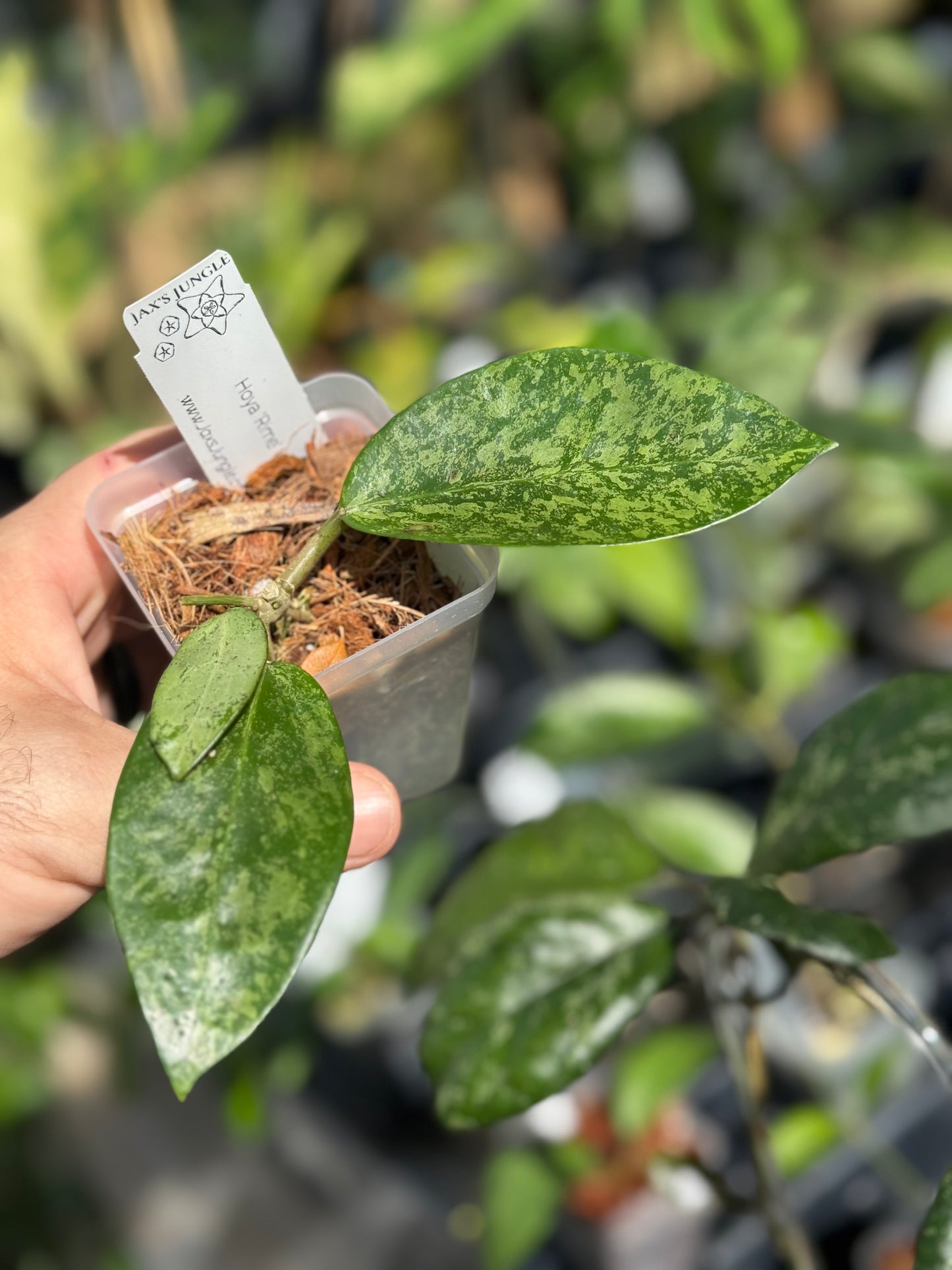 Hoya ‘Rime’ (splash)