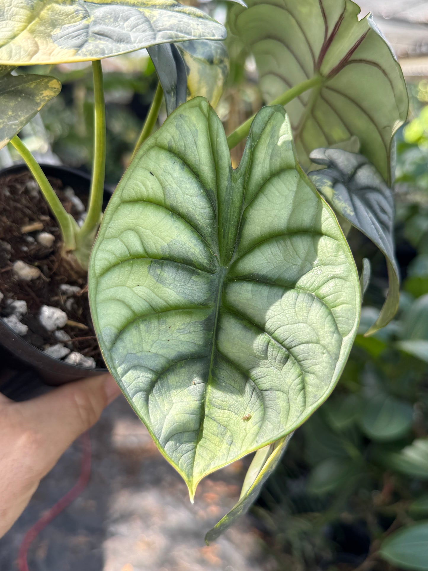 Alocasia silver dragon Aurea variegated