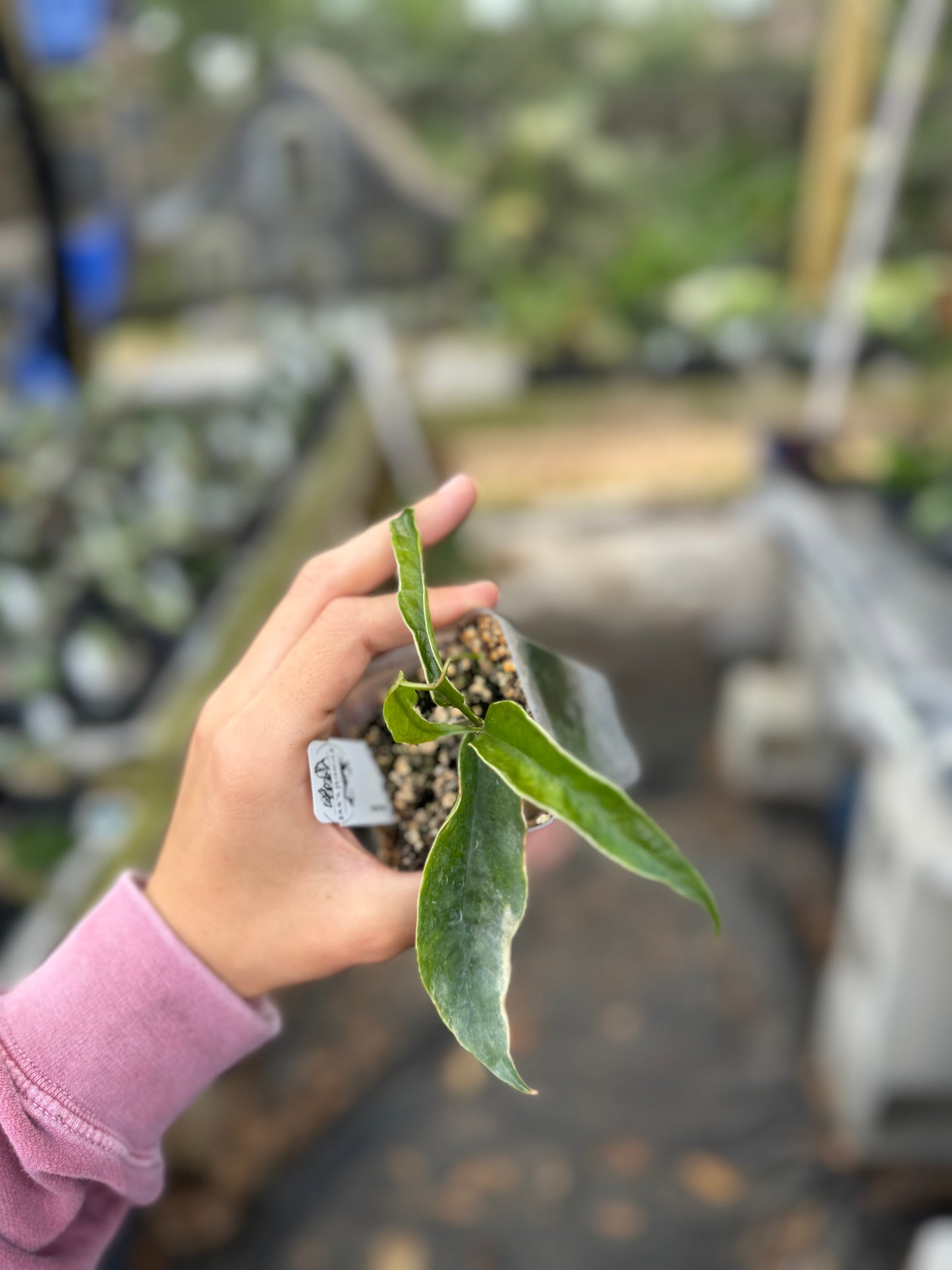 Hoya kenejiana albomarginata