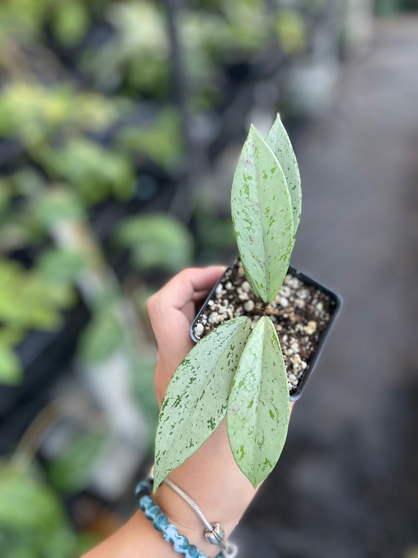 Hoya Pubicalyx 'Pink Silver Ghost'