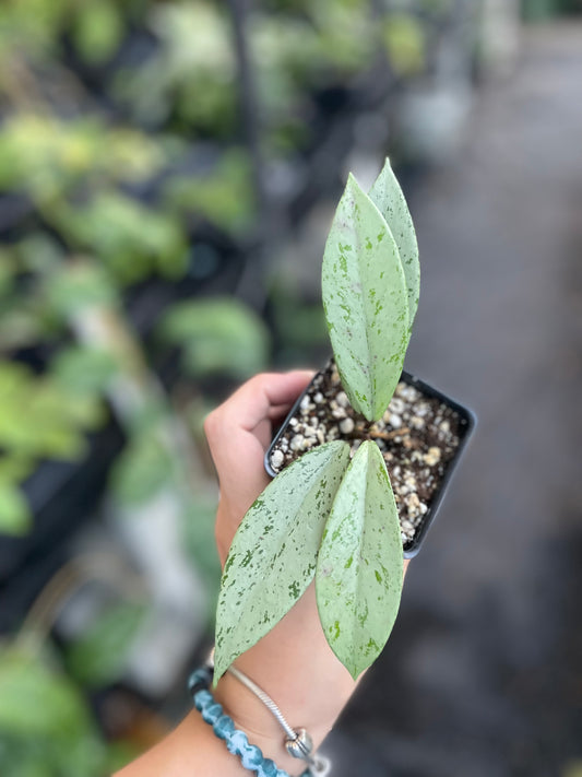 Hoya Pubicalyx 'Pink Silver Ghost'
