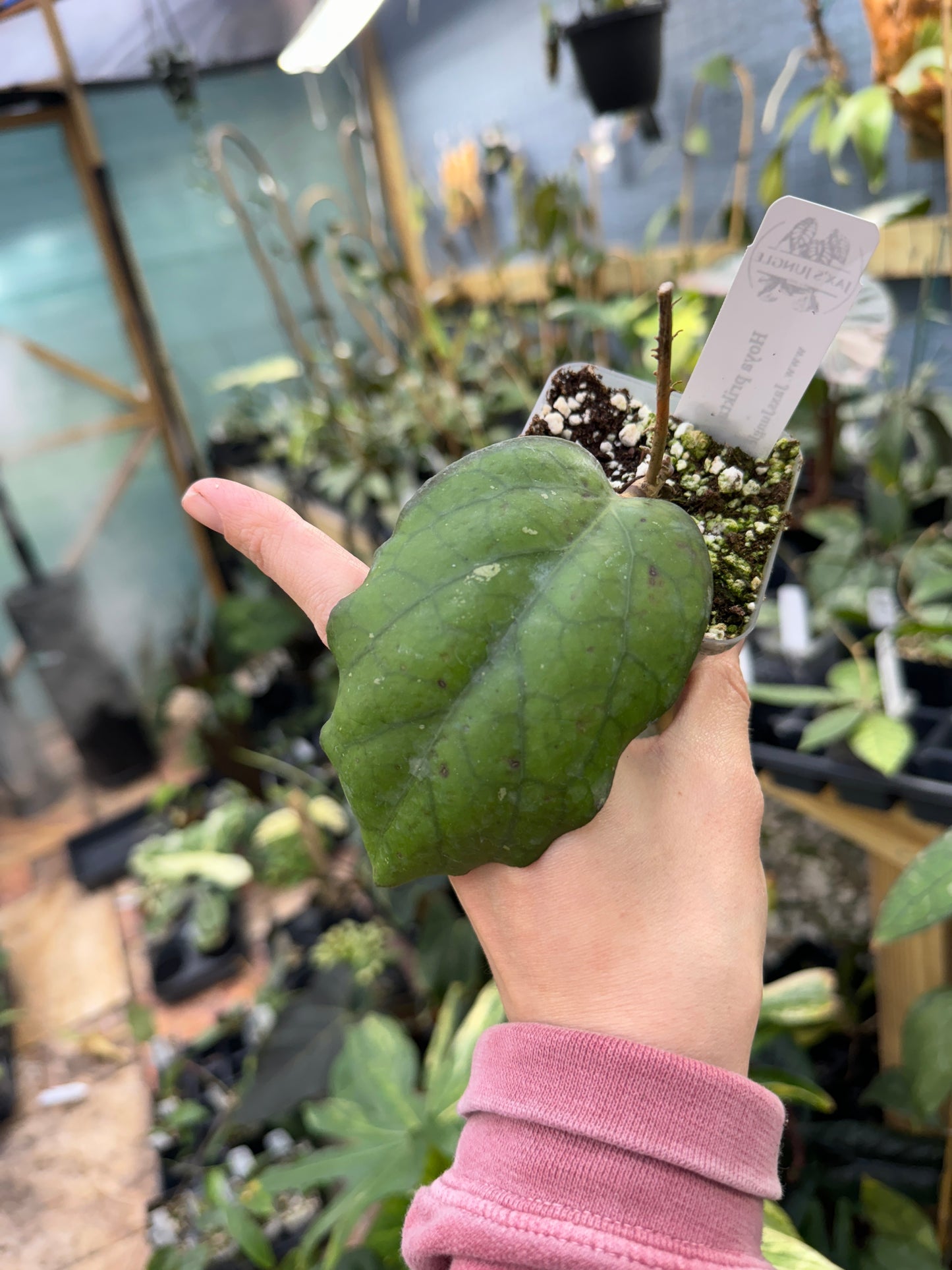 Hoya priktai