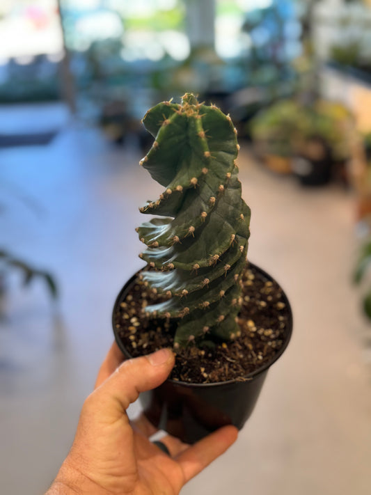 Forbesii Spiralis (Spiral Cactus)