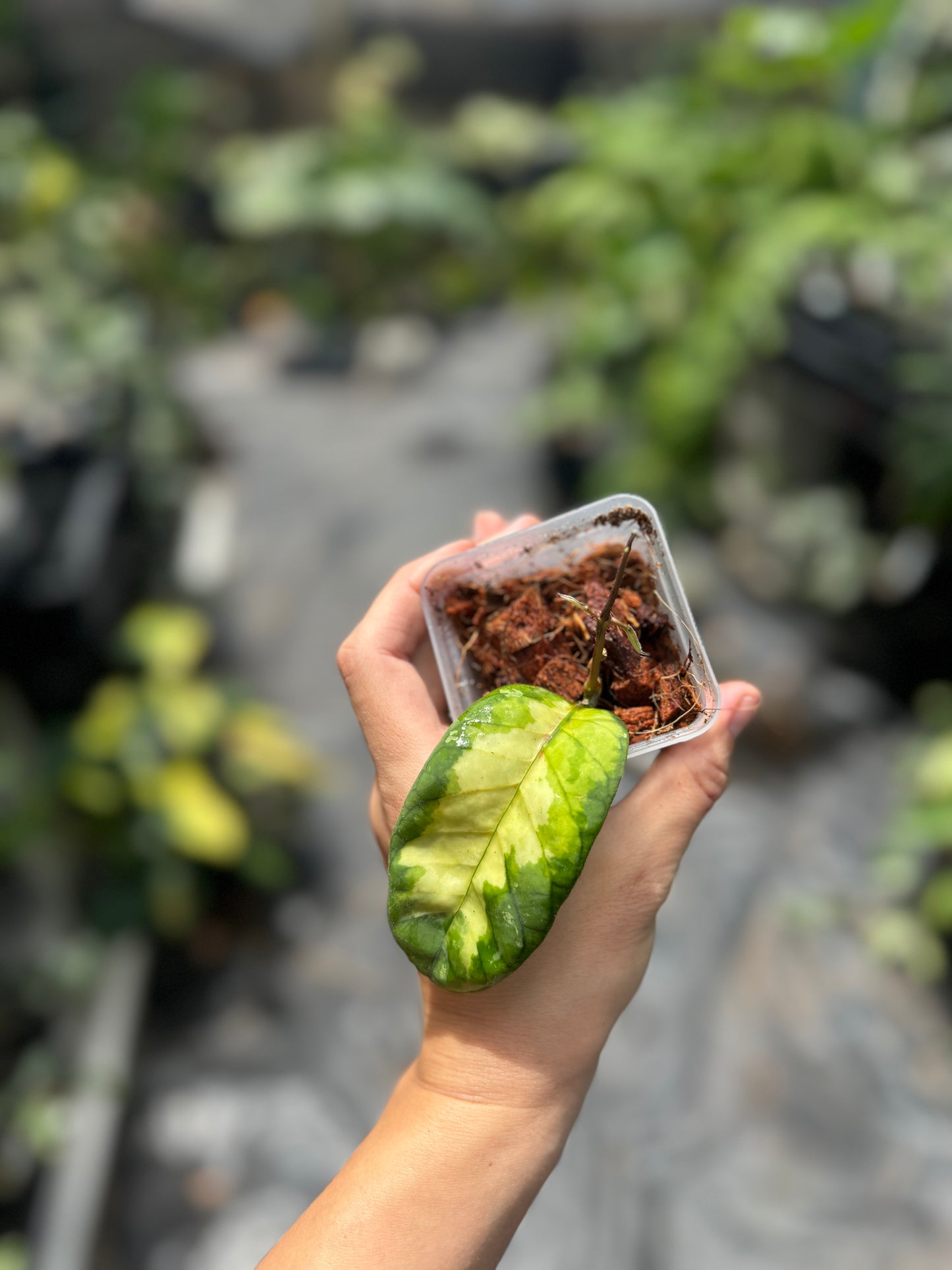 Hoya sp Aceh ‘Ladia Galaska’