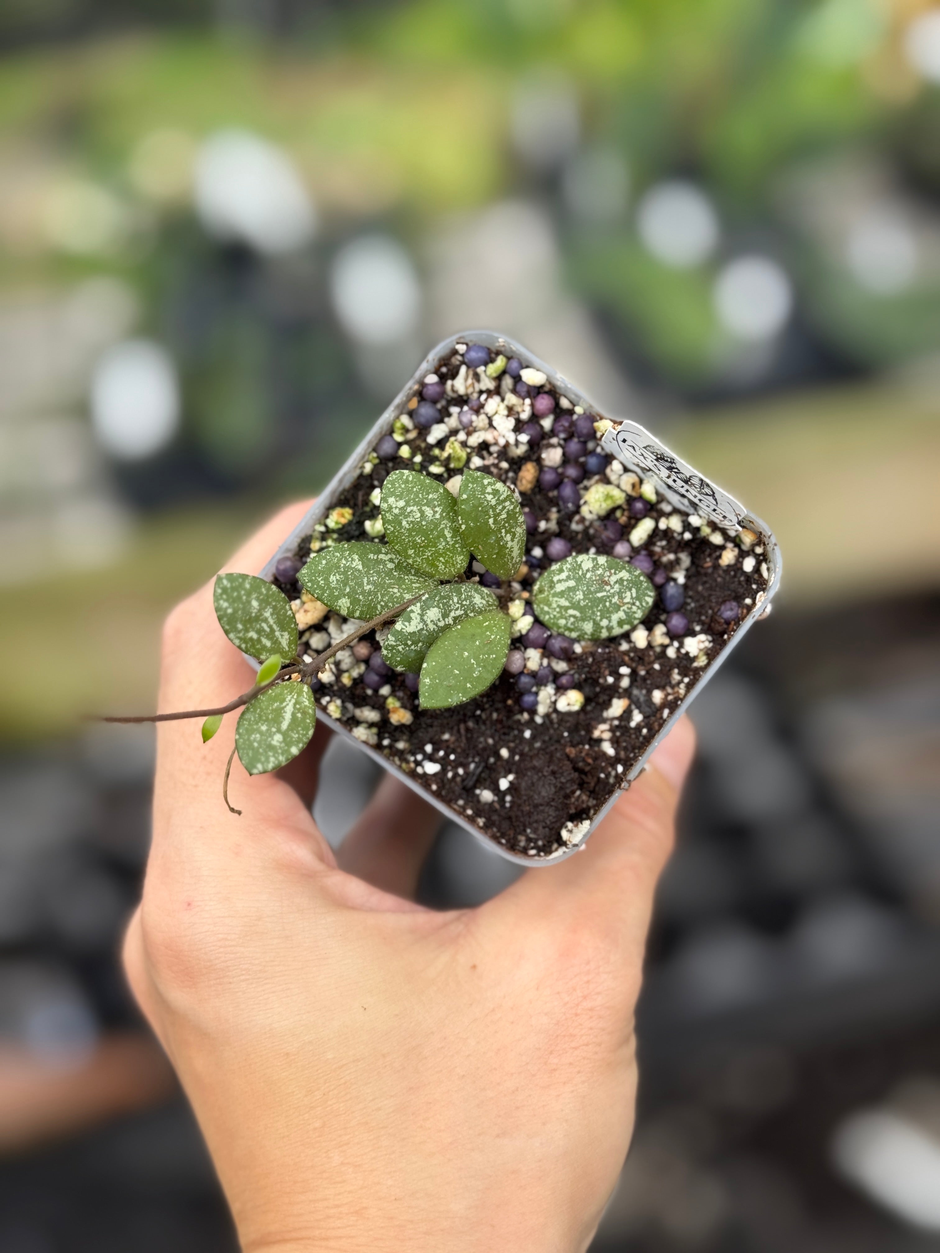 Hoya sp Kalimantan (mini coin splash) – Jax's Jungle