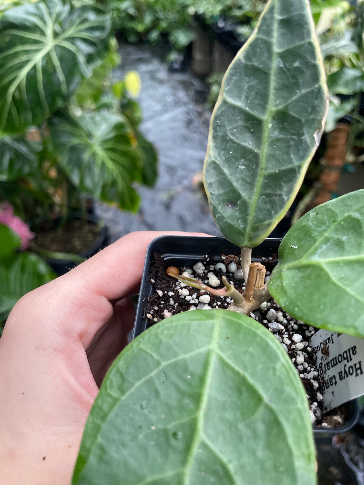 Hoya sp tanggamus albomarginata
