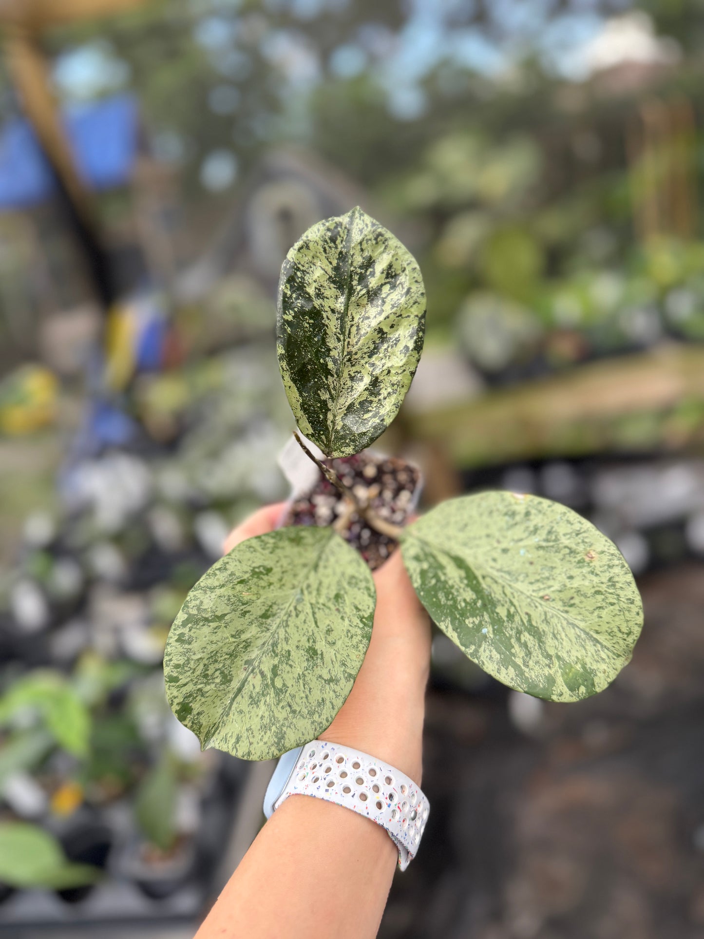 Hoya Michele ‘splash/silver’