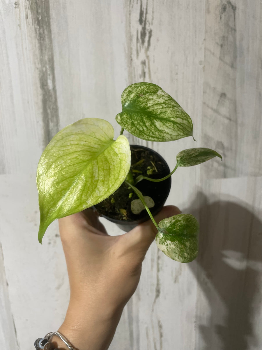 予約】 【超希少】Varigated Monstera Deliciosa Mint茎 - 観葉植物