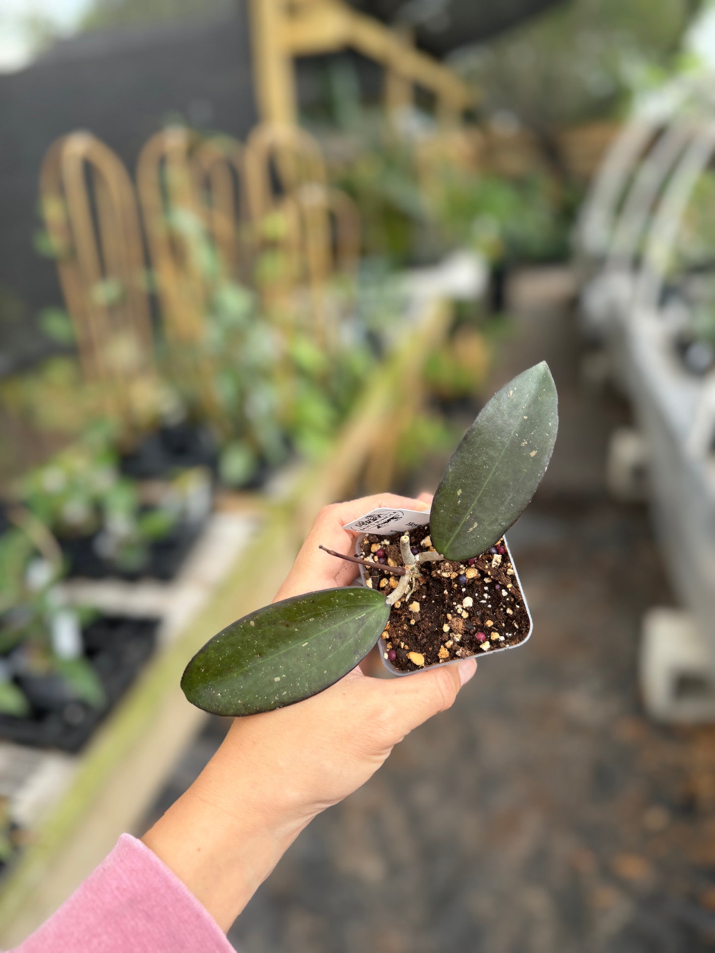 Hoya AH ‘Black Baabel’