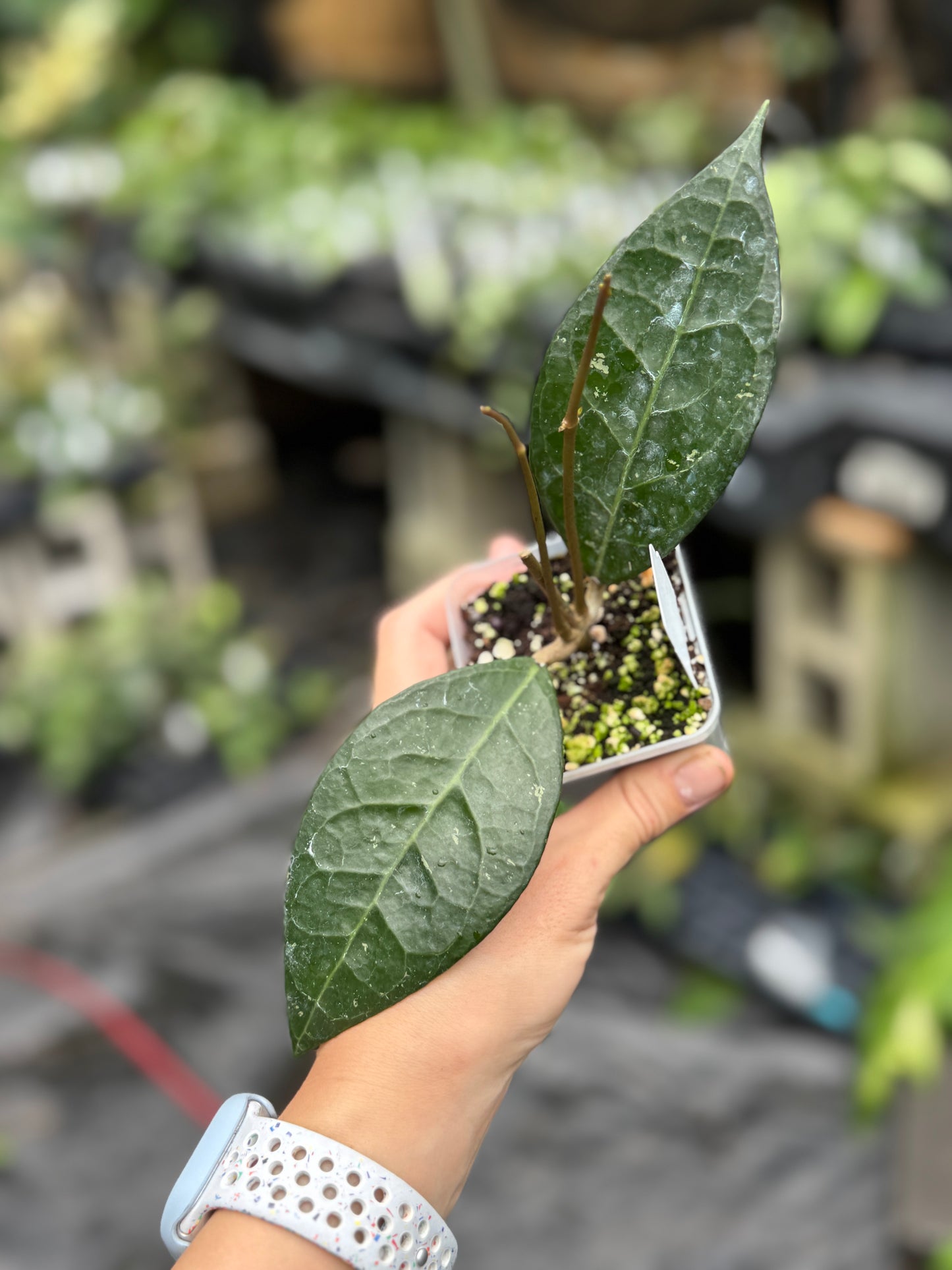 Hoya verticillata sp Tanggamus