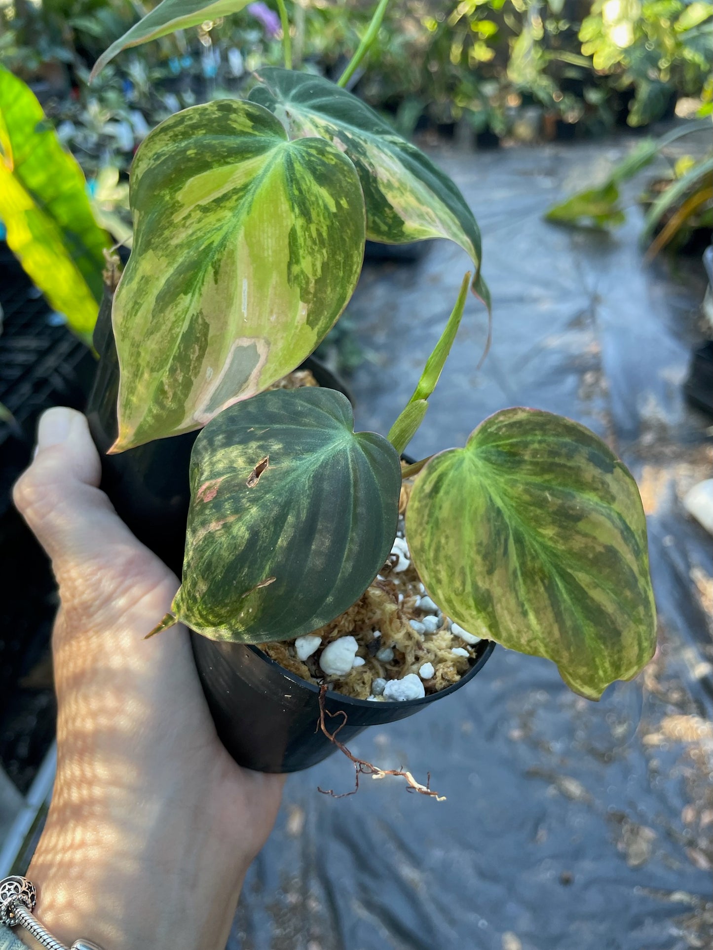 Philodendron micans variegated