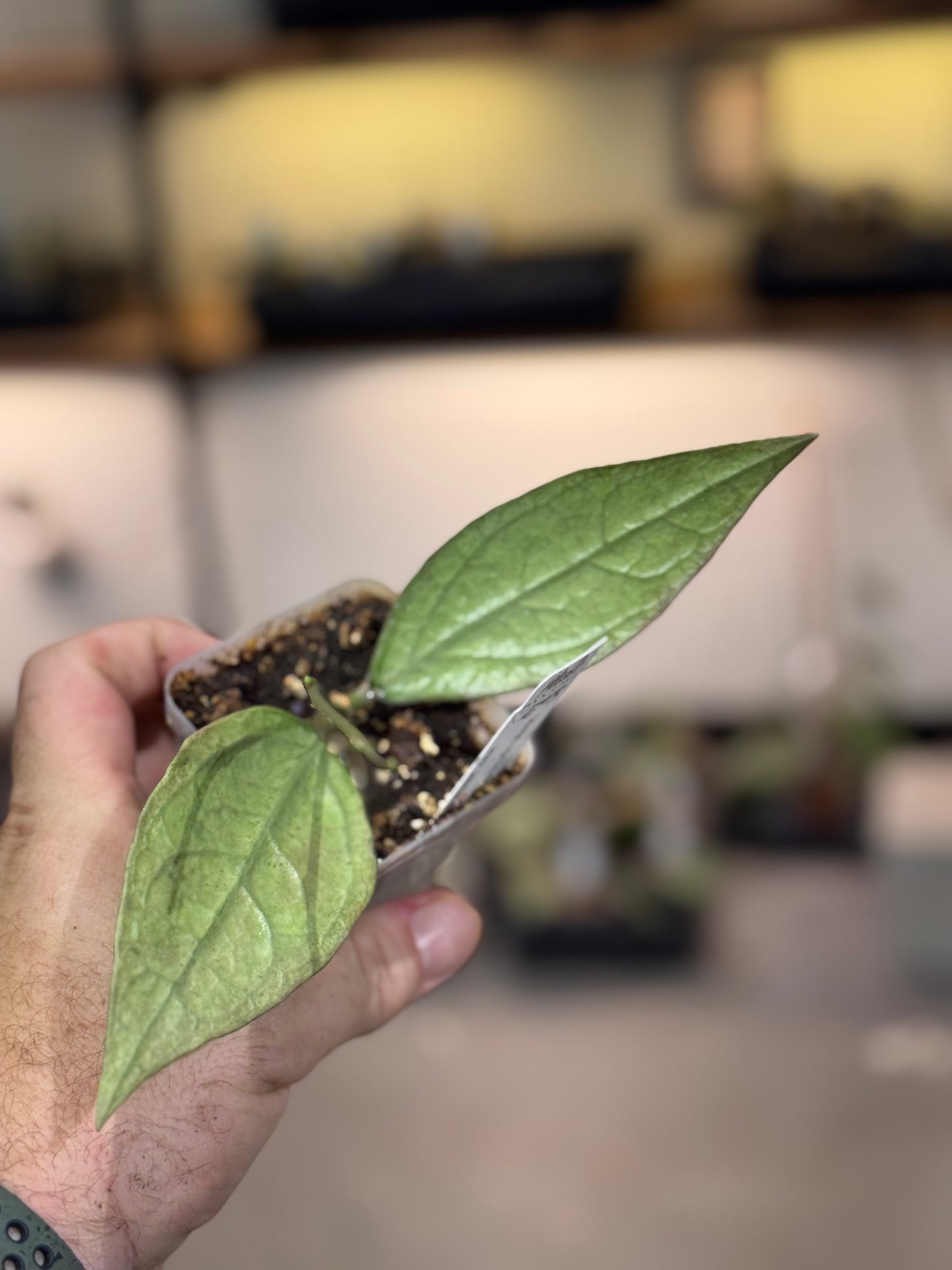 Hoya sp Germany silver