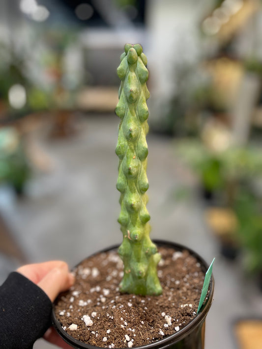 Myrtillocactus geometrizans 'Fukurokuryuzinboku' Boobie cactus