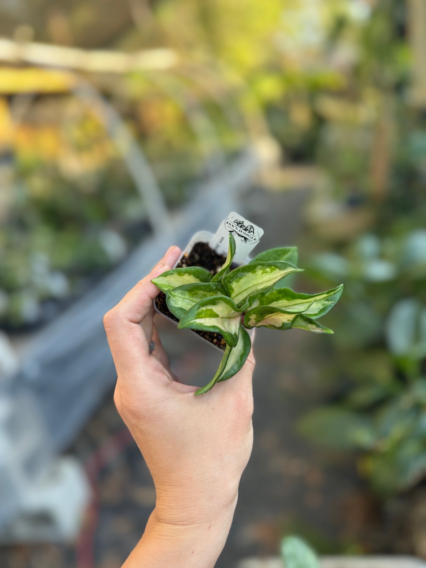 Hoya carnosa ‘Brazil’