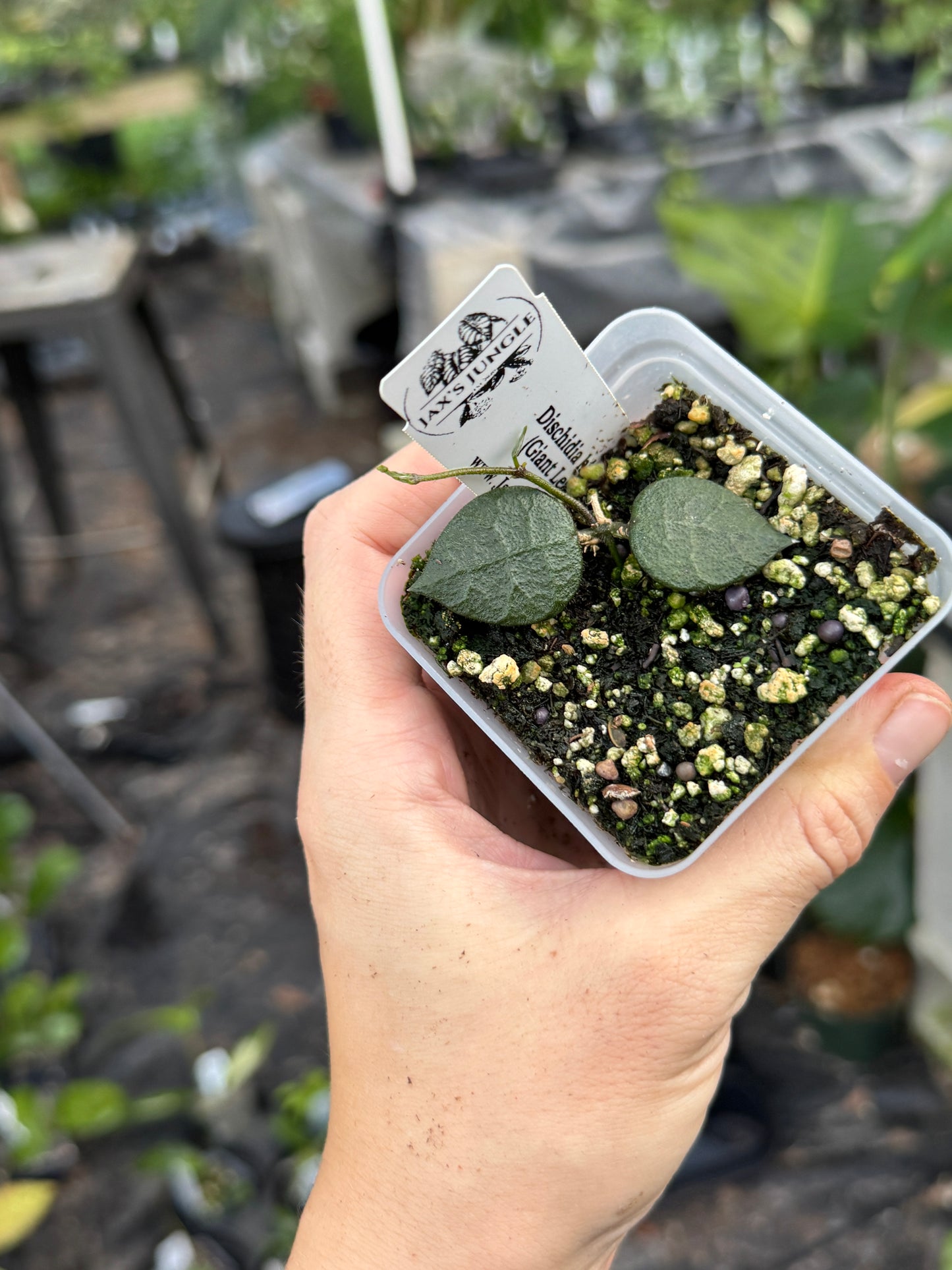 Dischidia Hirsuta (Big leaf)