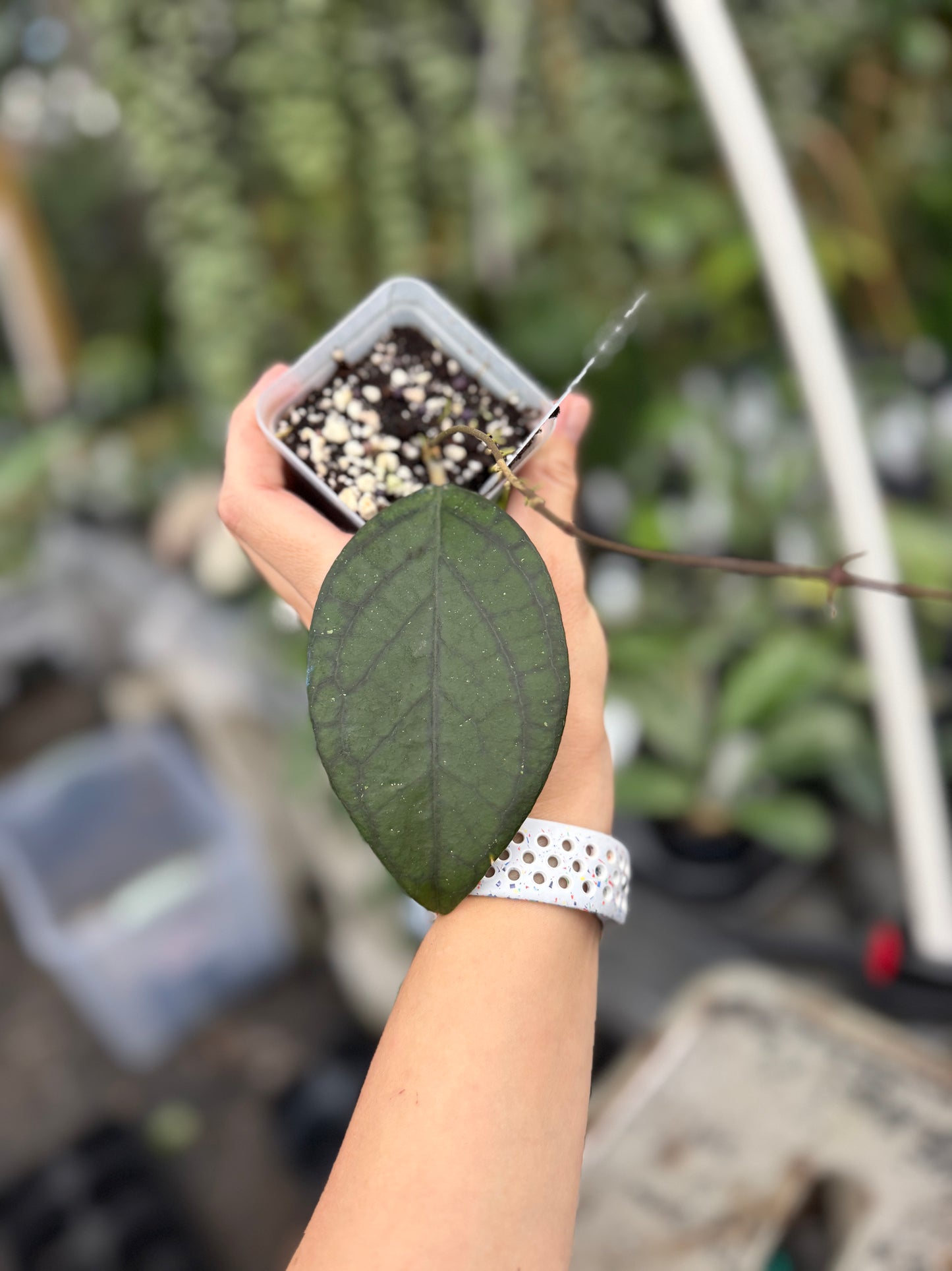 Hoya chunila x Hoya UT158 (Seed 01)