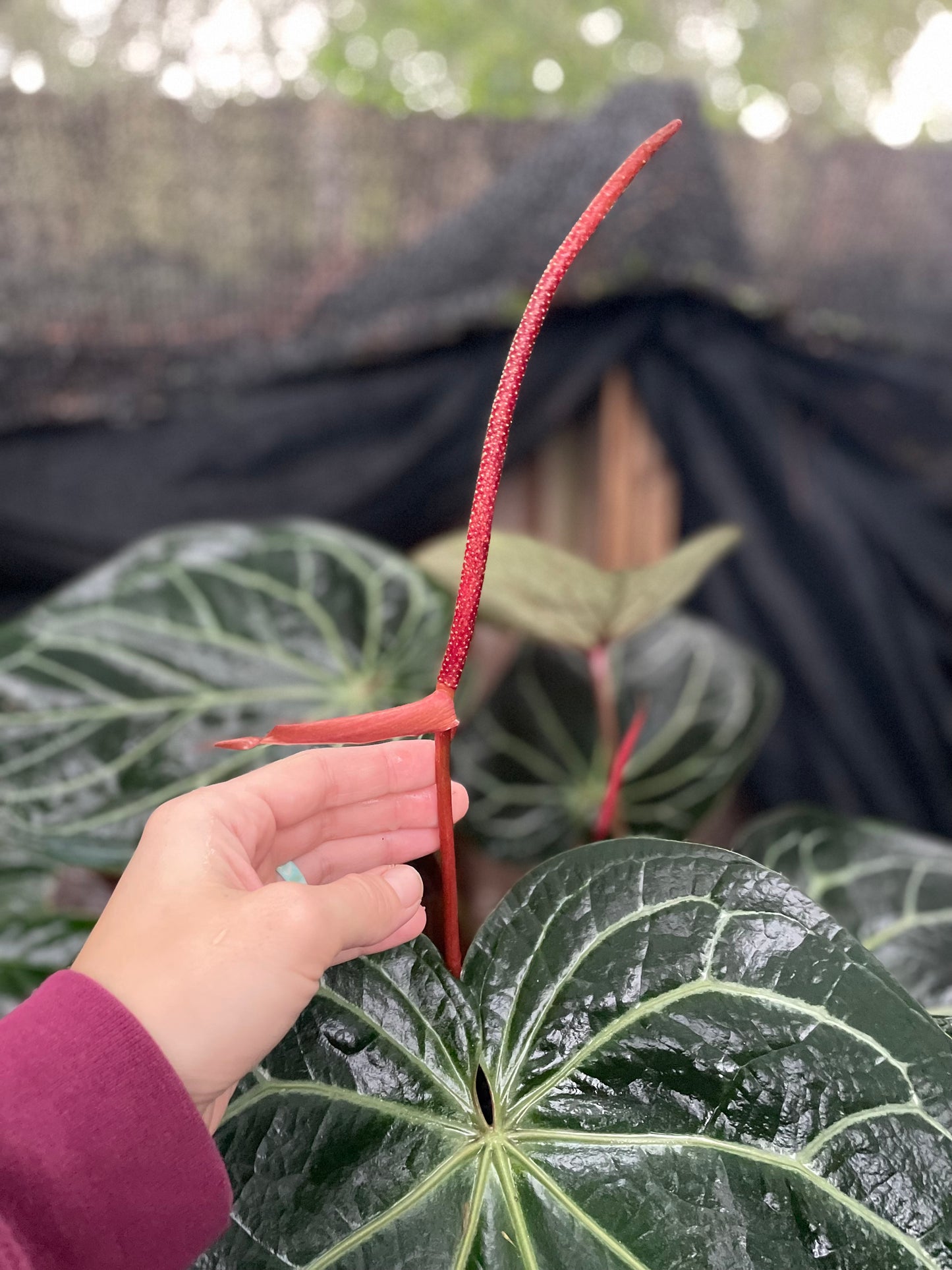 Anthurium doc block noid seedling