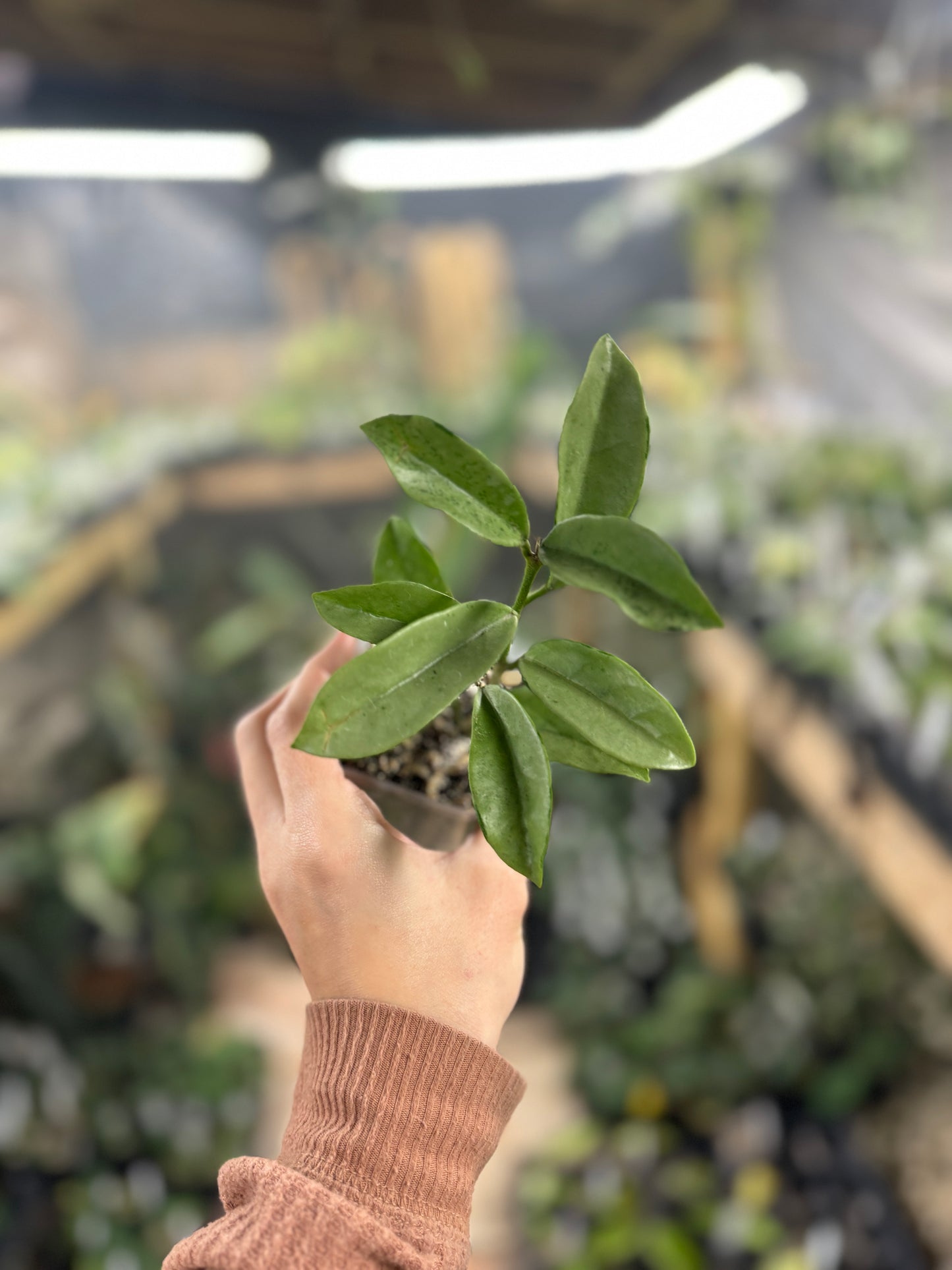 Hoya AH074 (Silver moon)