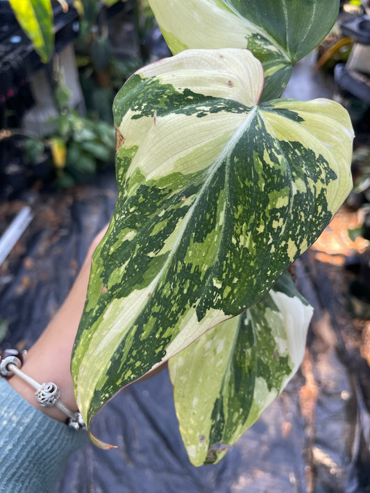 Philodendron Gloriosum Variegated #2