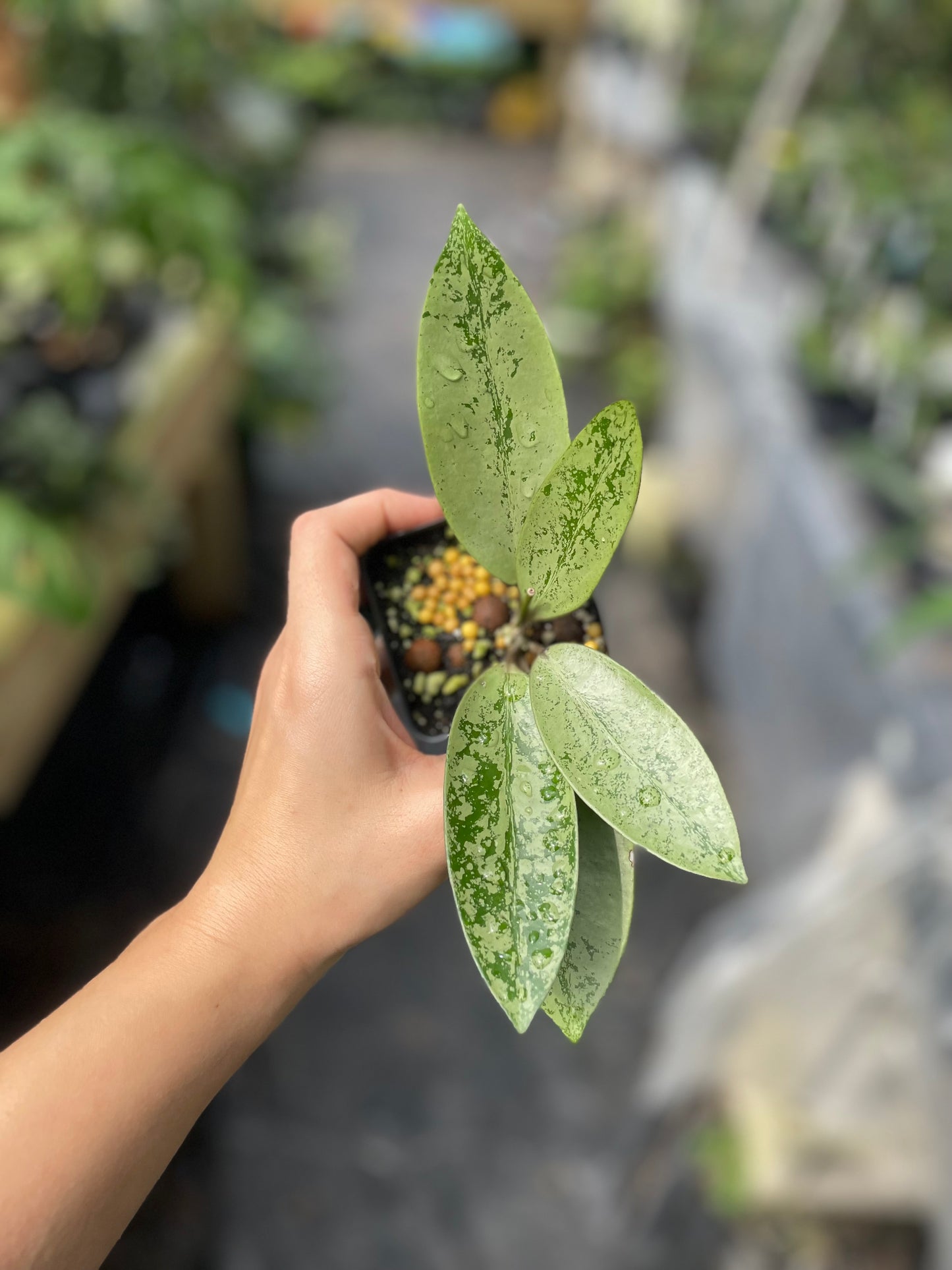 Hoya 'Silver Dollar' MB 1405-AG