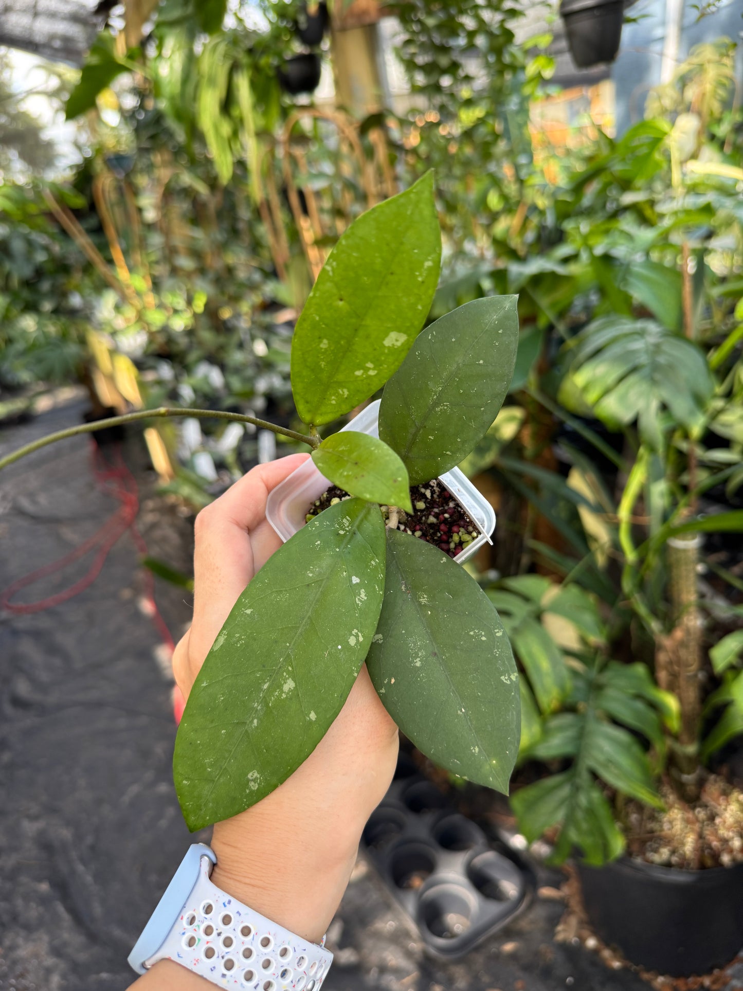Hoya ‘Khon Kaen Ruby’ x Hoya crassipetiolata (seed 03)