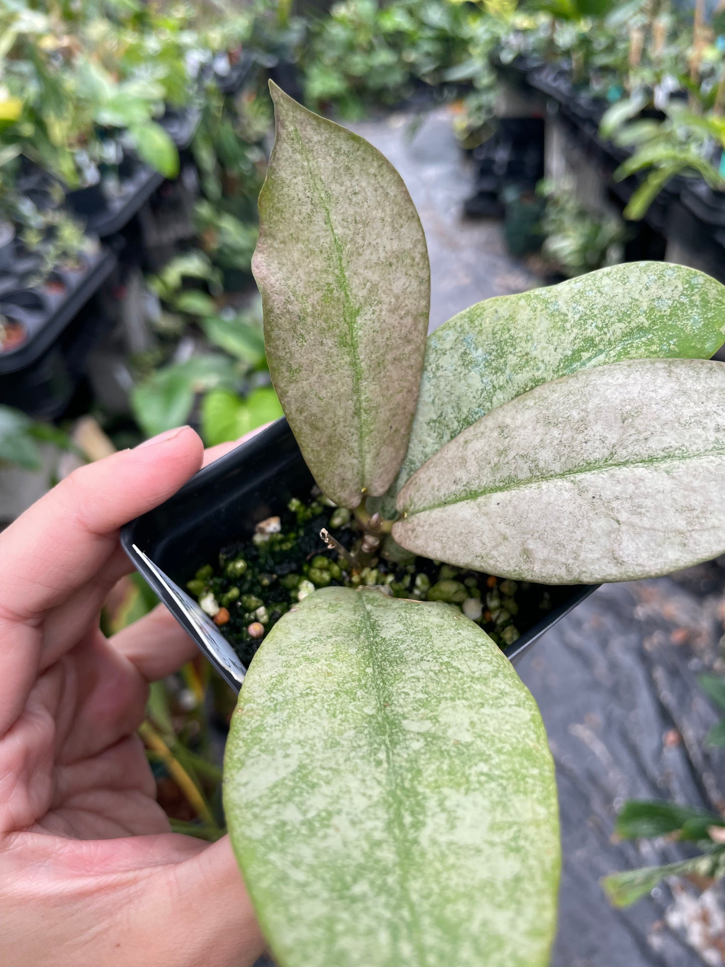 Hoya mitrata silver (buntok)