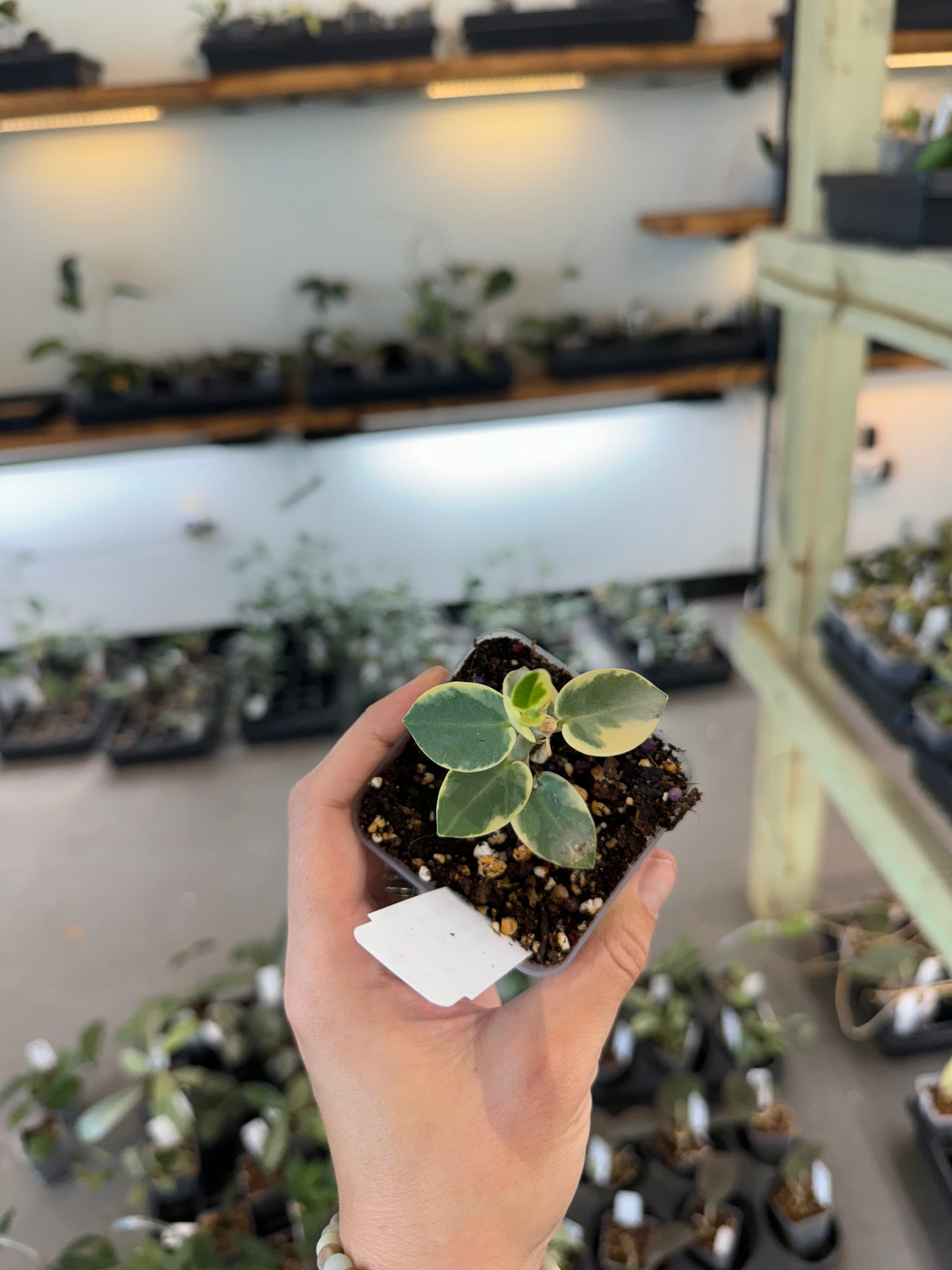 Hoya cummingiana (albomarginata)