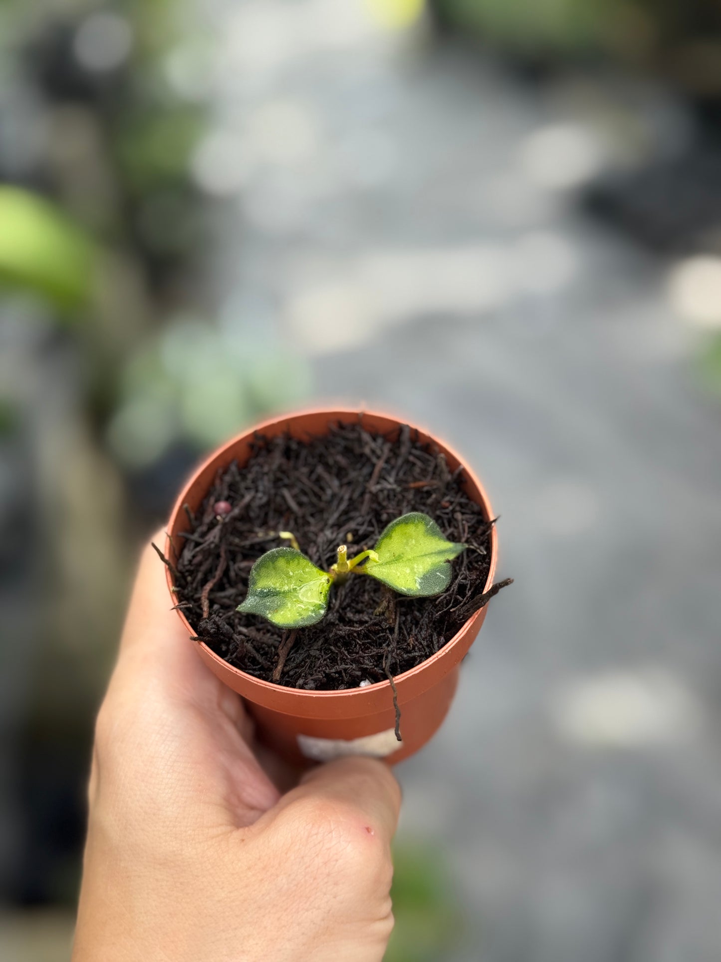 Hoya curtisii inner variegated