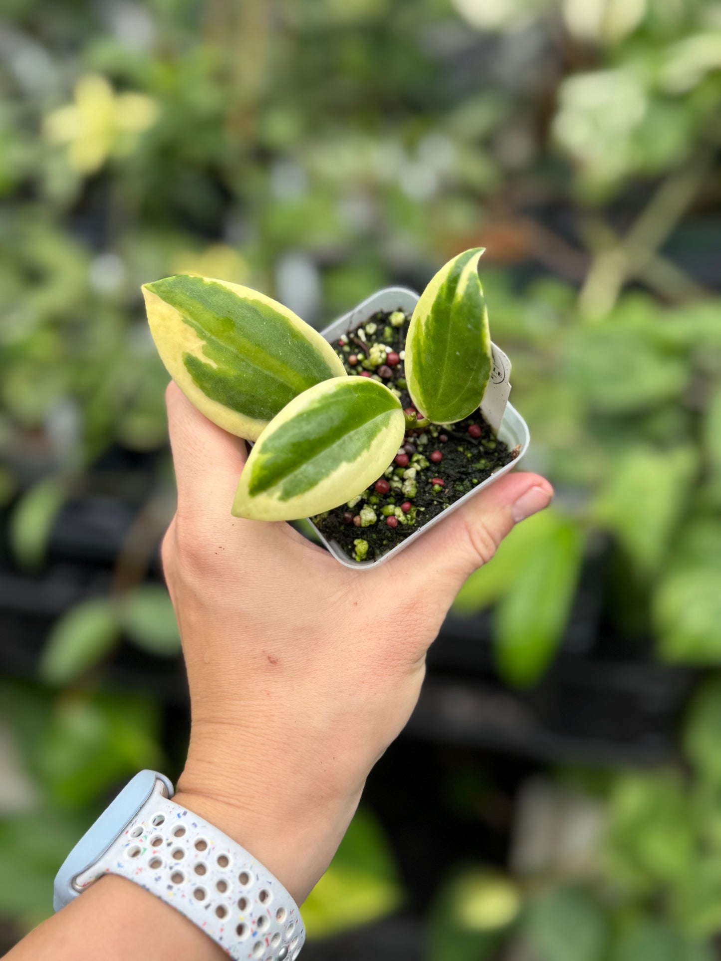 Hoya Para (Outer Variegated)