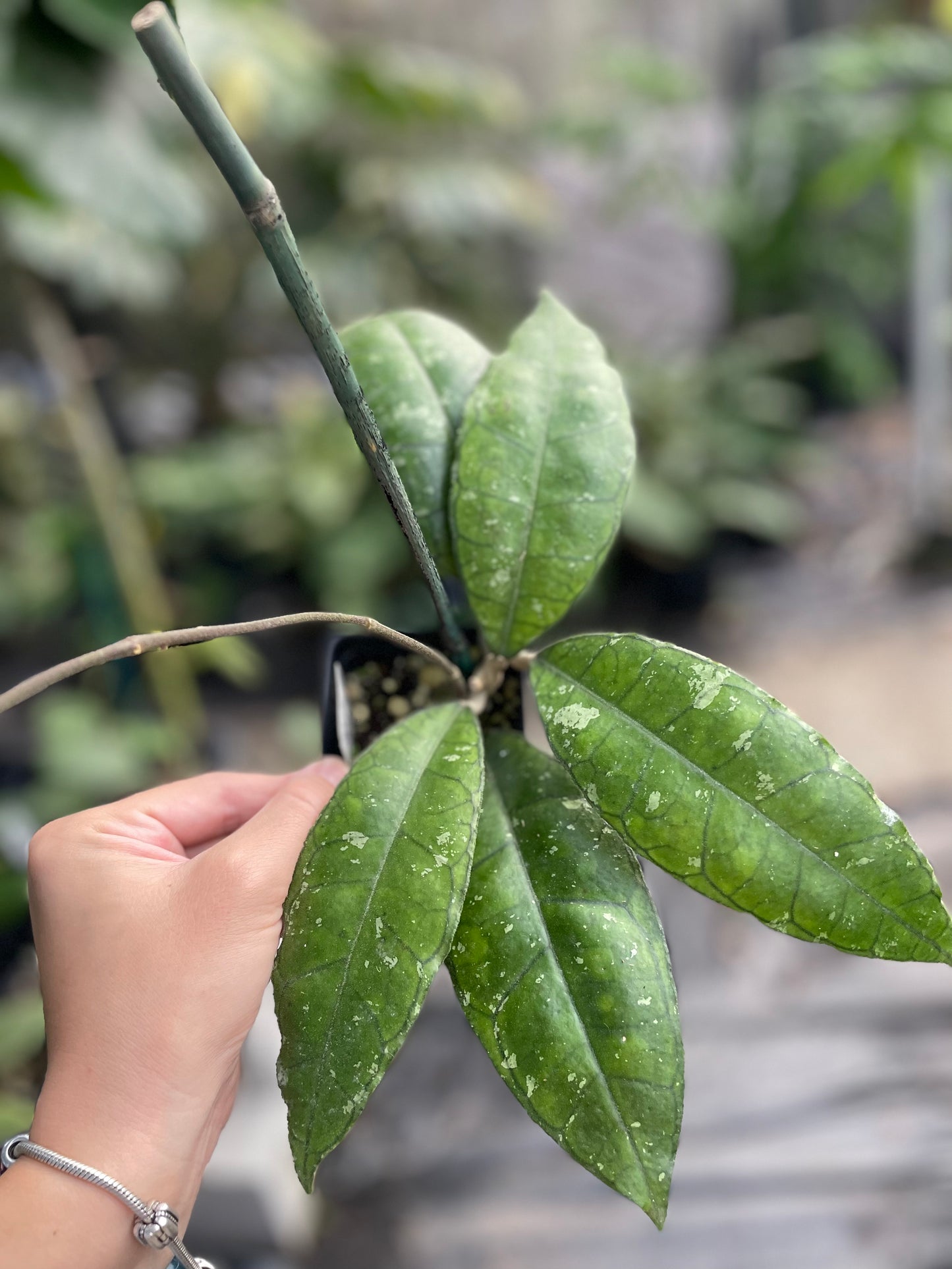 Hoya sp perak (teddy bear)
