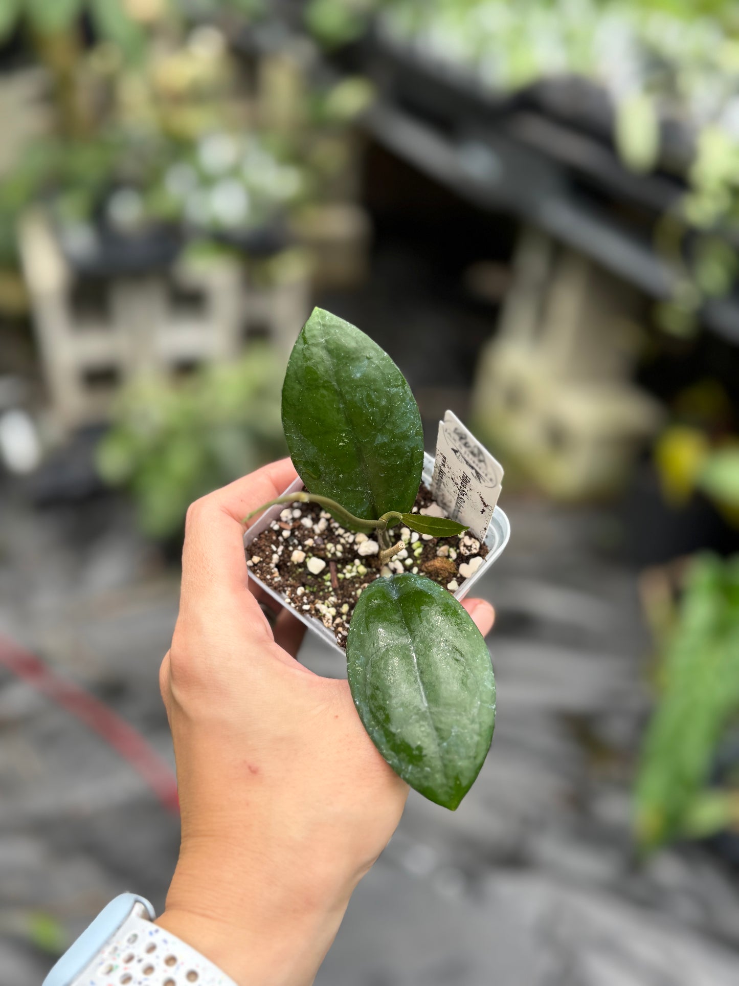 Hoya Sp Sukabumi Turtle