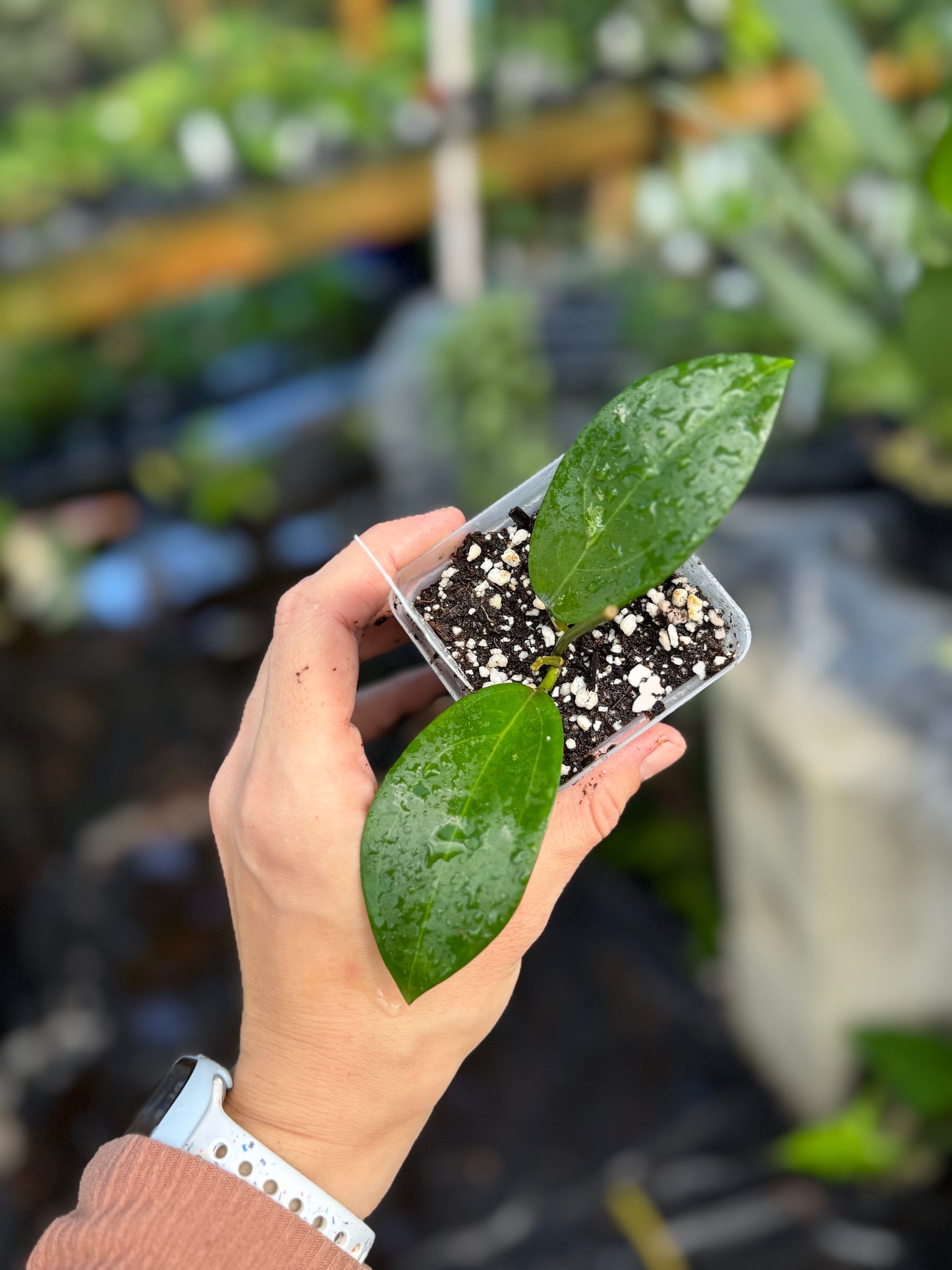 Hoya Karaked 06' WRX32-06 (Hoya Elliptica x H. sp. UT033)